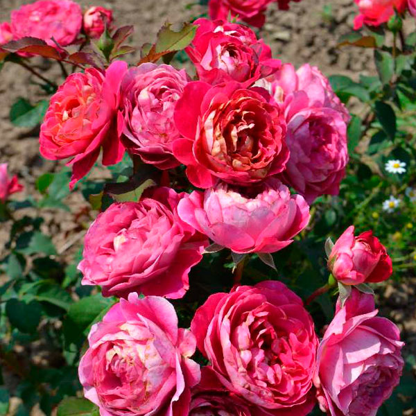 Centenaire de l`Hay-les-Roses