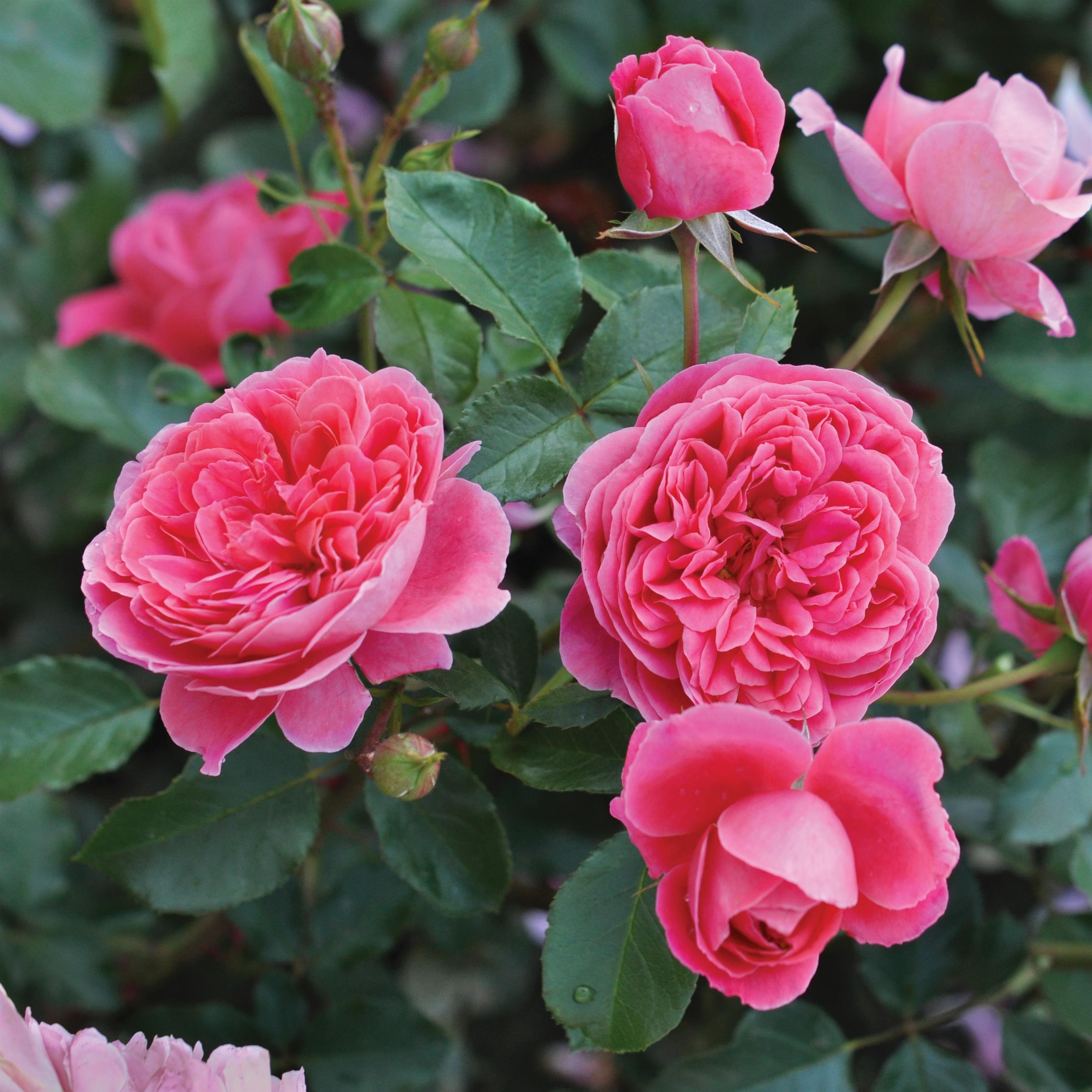 Raspberry Essbare Rose