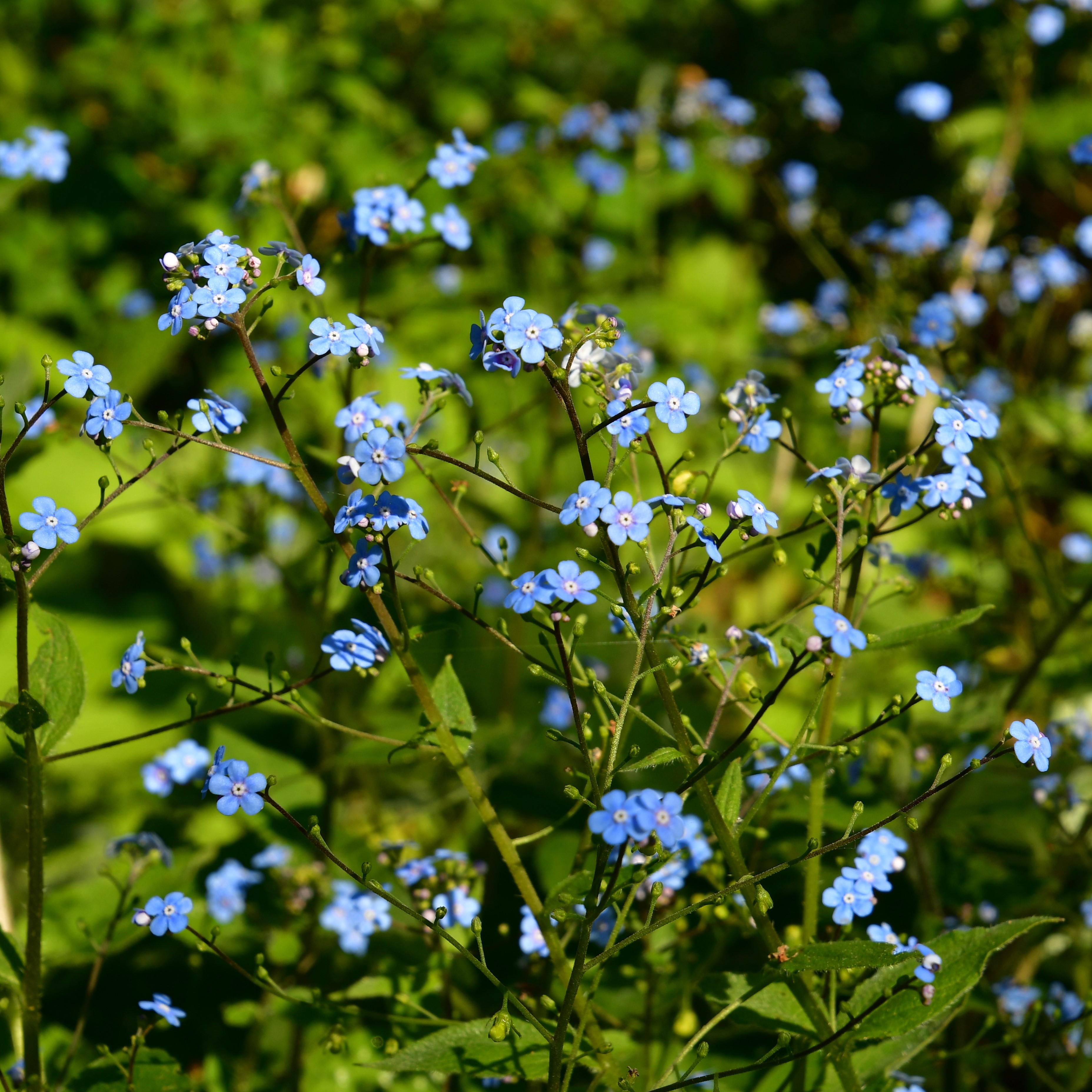 Brunnera macrophylla 0,5L