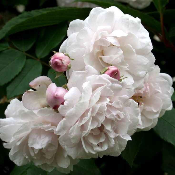 Blush Noisette