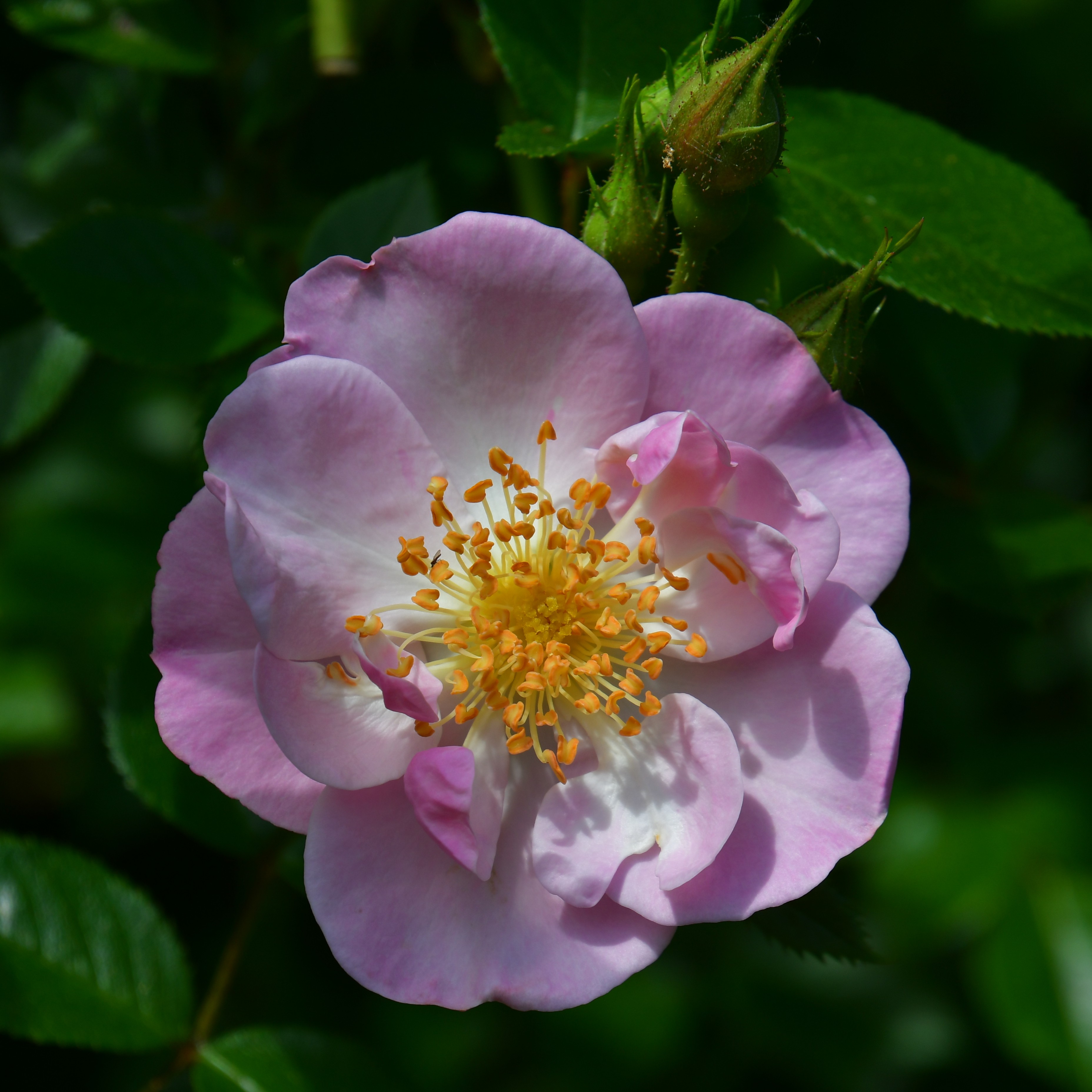 Lakeland Rose