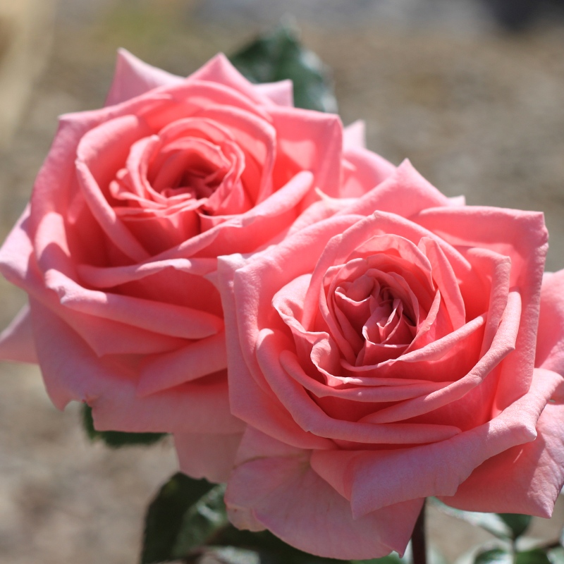 Pink Dream