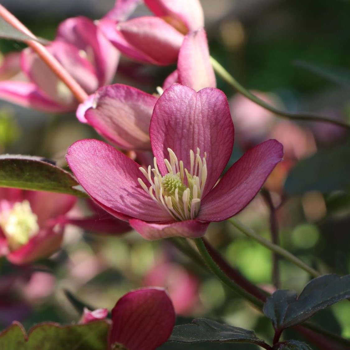 Clematis montana