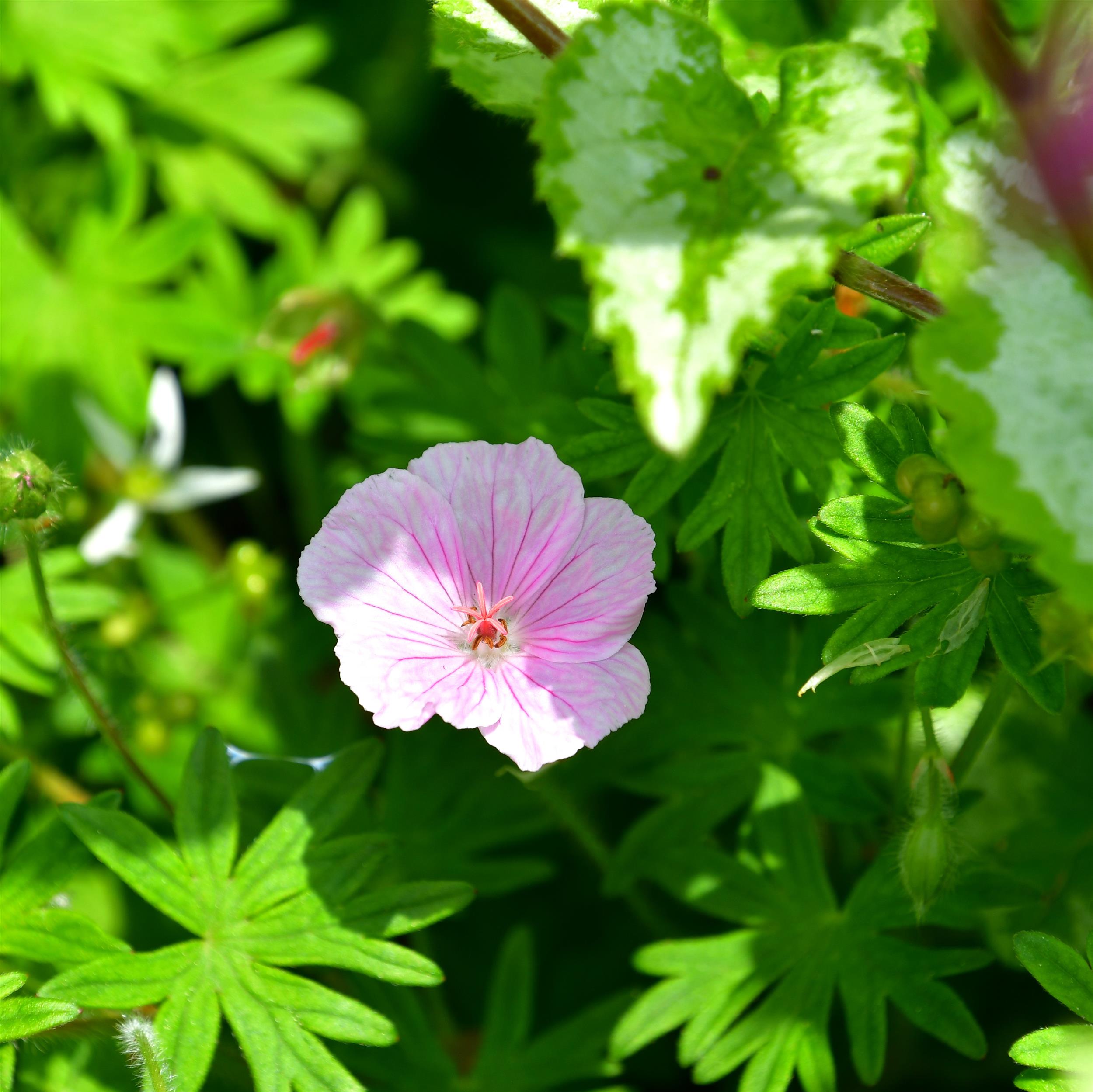 Geranium sanguineum `Apfelblüte' 0,5L