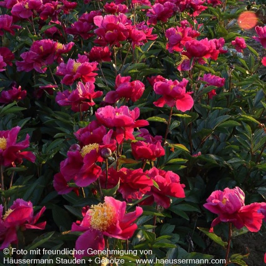Paeonia lactiflora Hogarth 2L