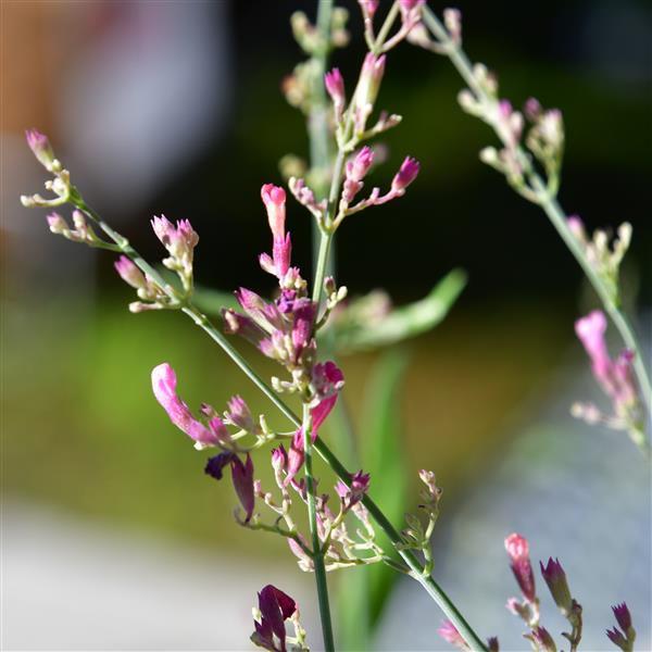 Agastache rupestris 'Pink Sunrise' 1L
