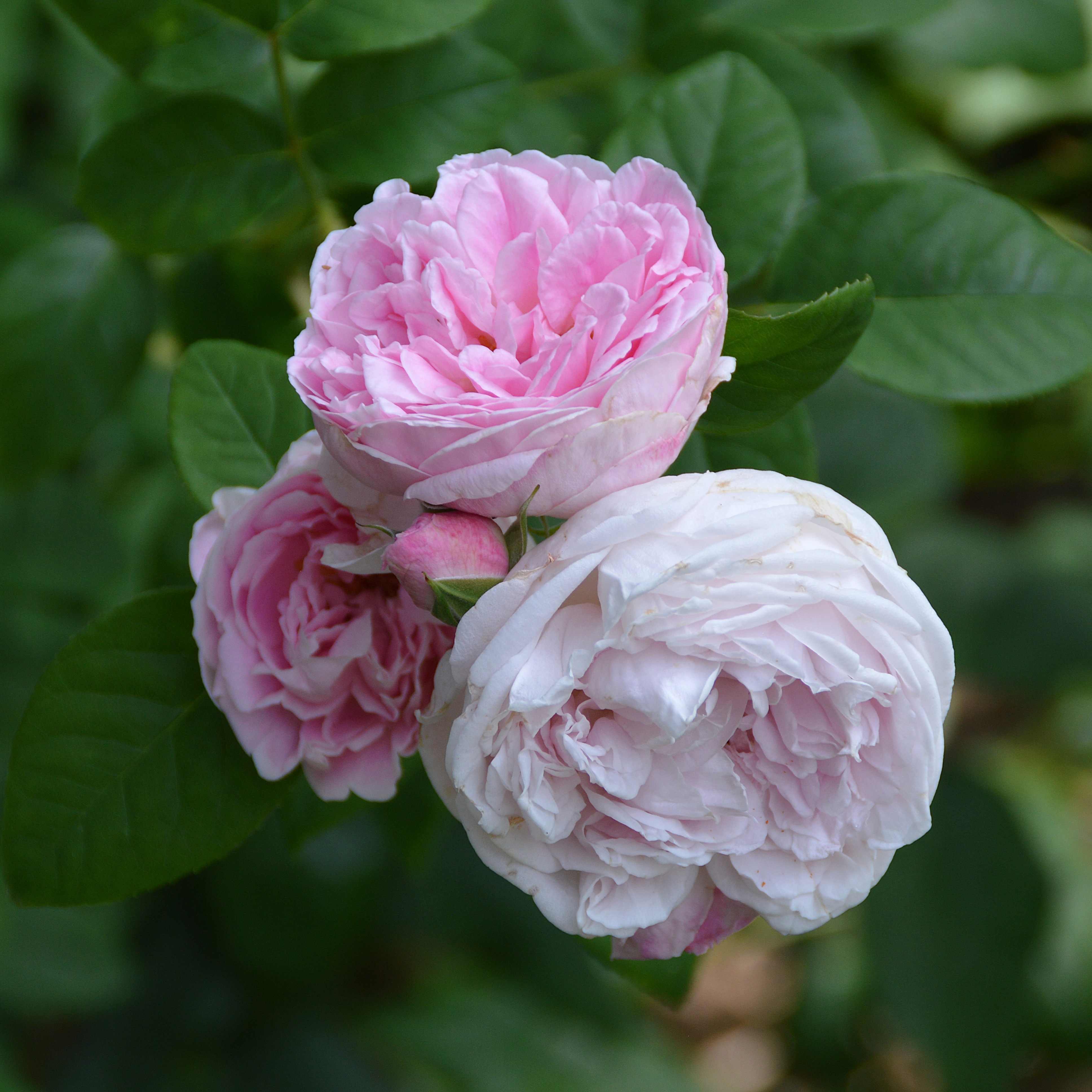 Great Maiden´s Blush