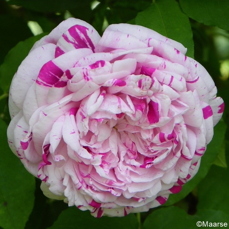 Variegata di Bologna