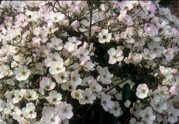 Lucy´s Rose - Stammrose 110 cm