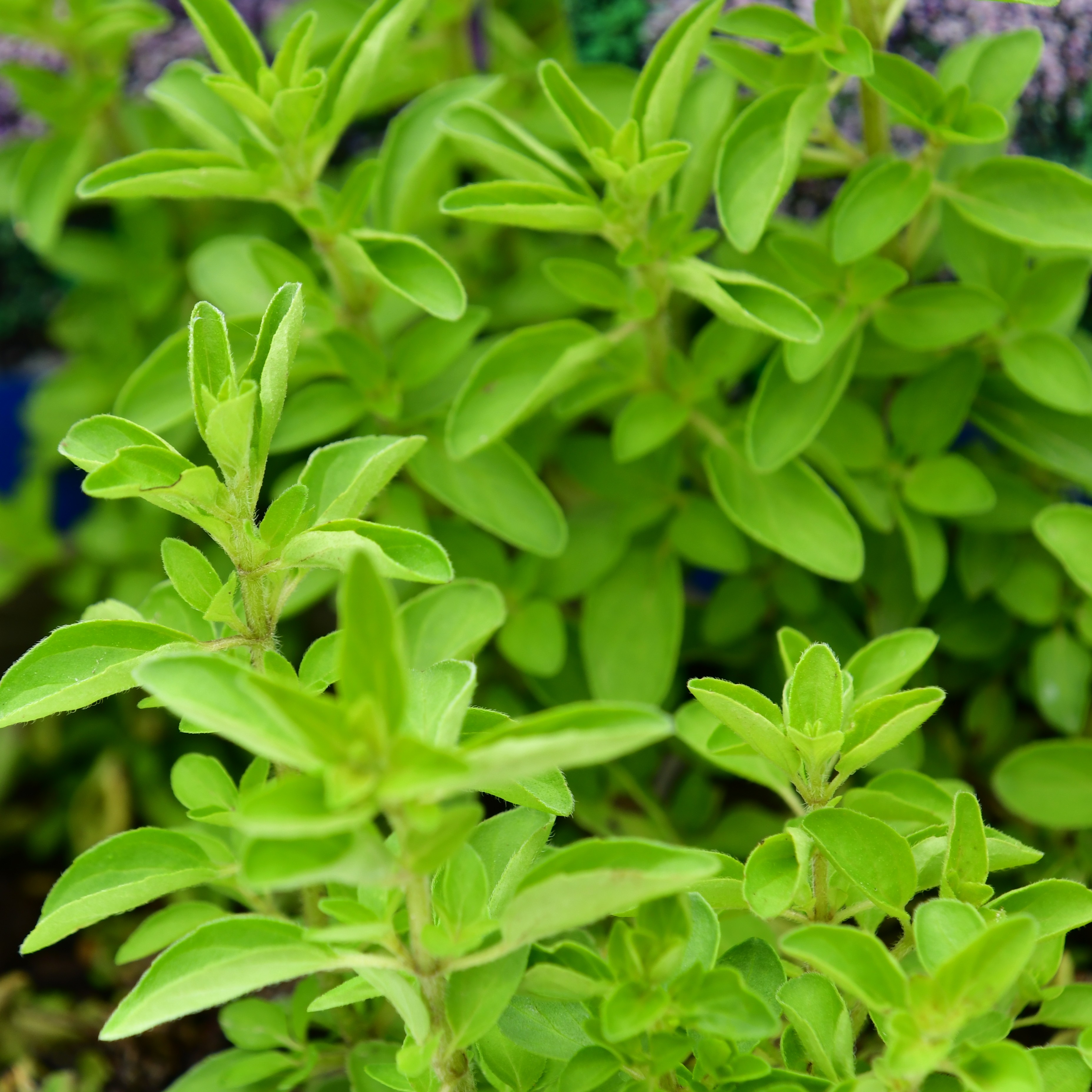 Origanum vulgare Compactum 0,5L