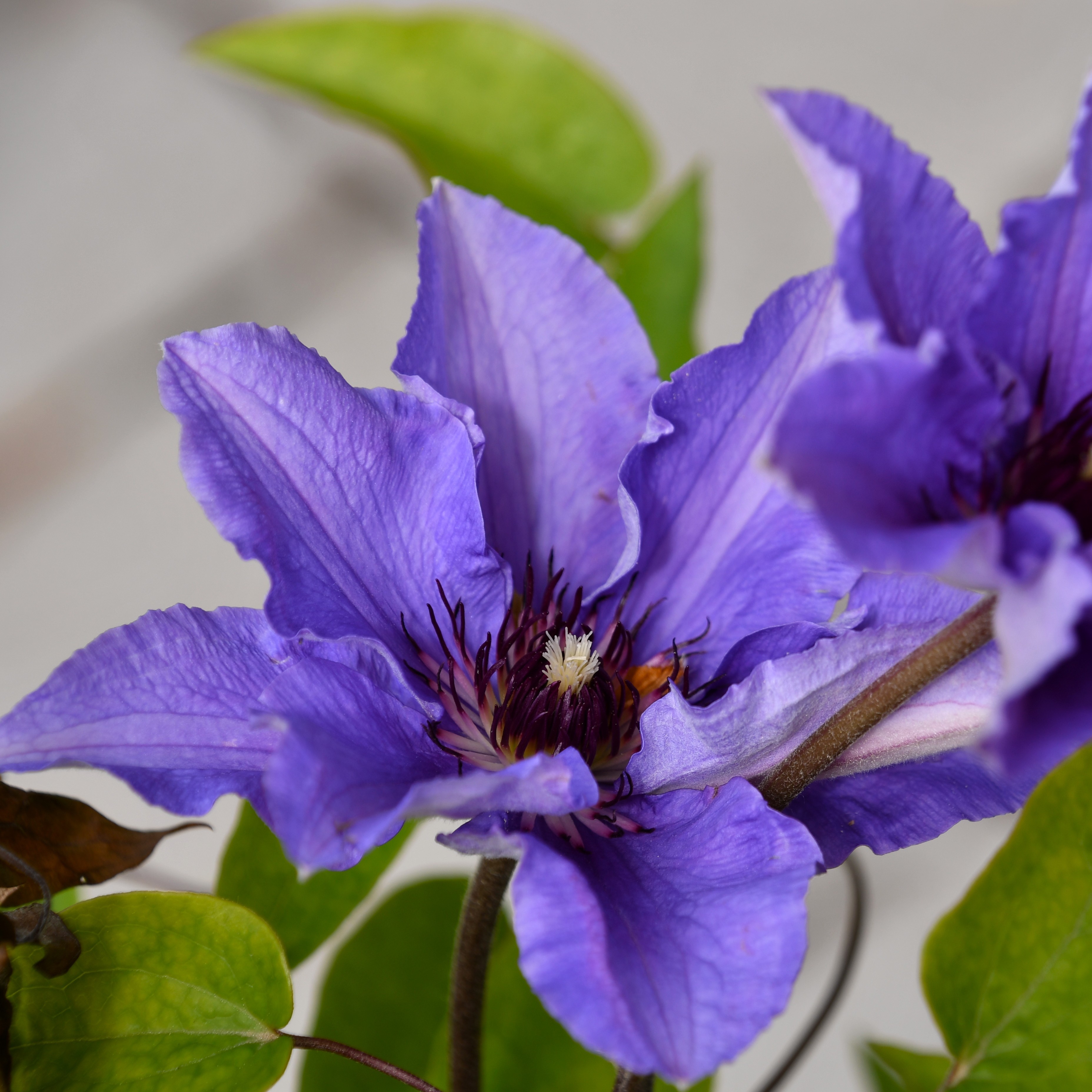 Clematis hybride Königskind