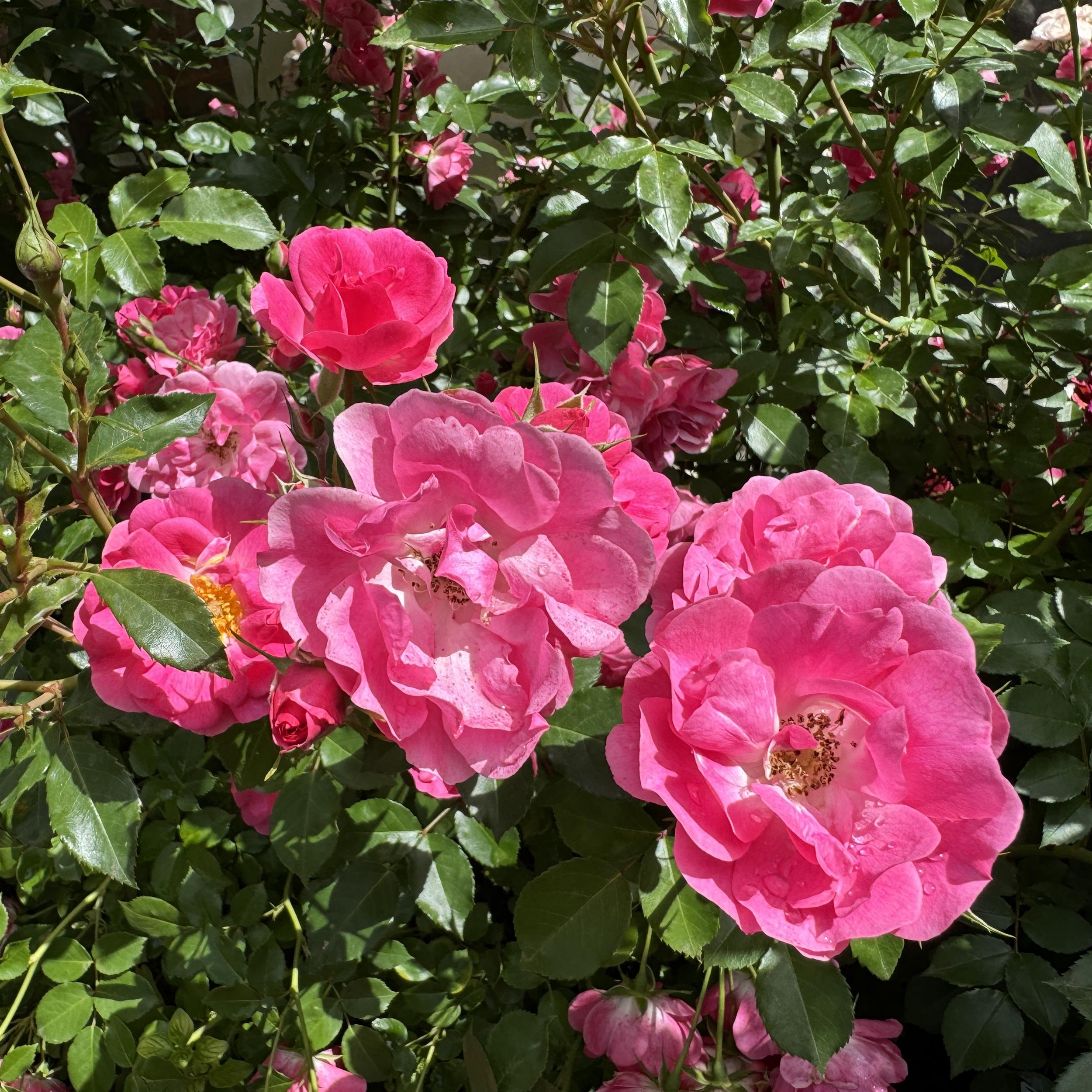 Bad Wörishofen 2005 / Pink Emely