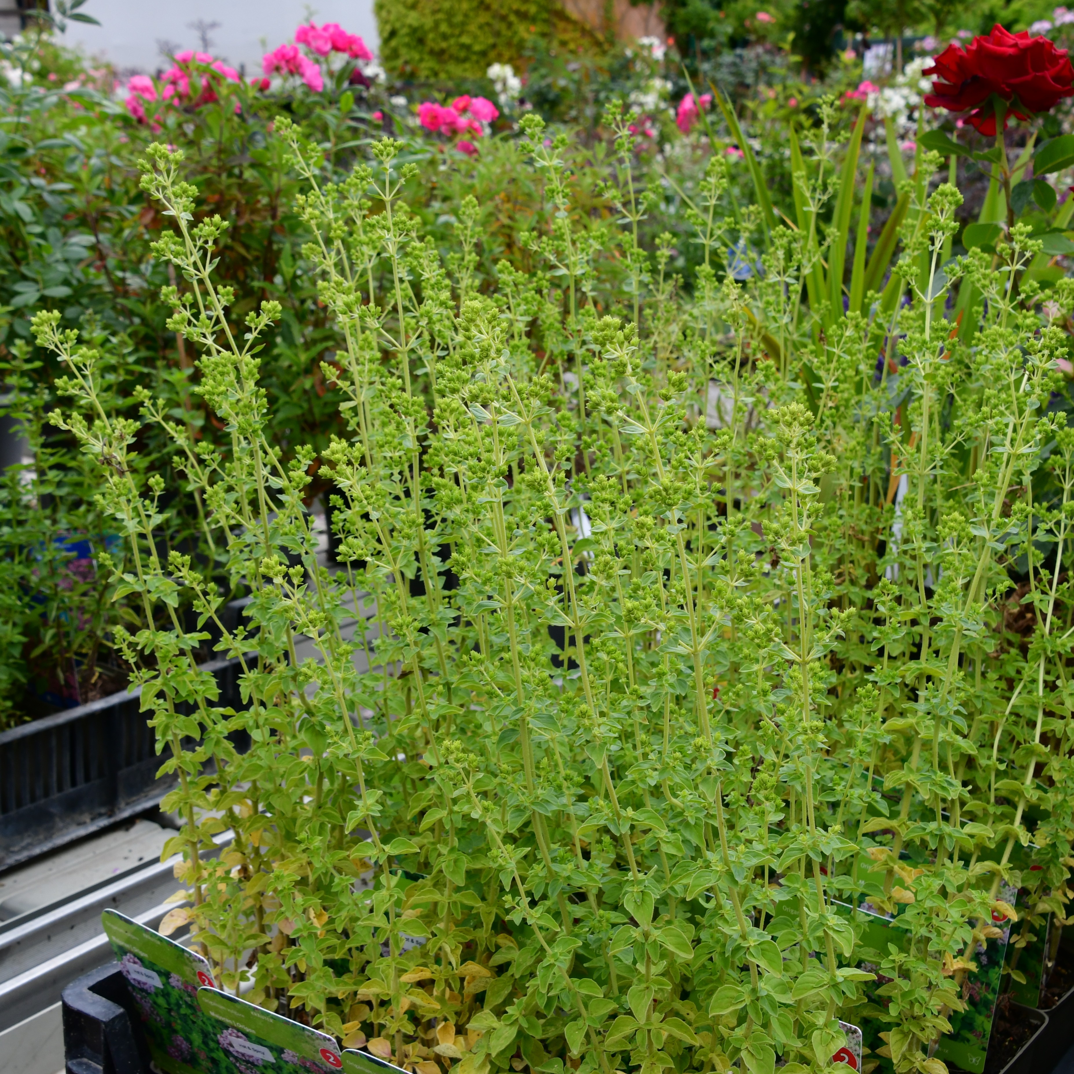 Origanum vulgare hot & Spicy 0,5L