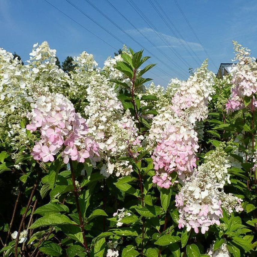 Hydrangea paniculata 'Pinky Winky'