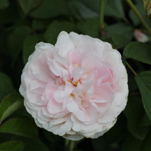 Great Maiden´s Blush