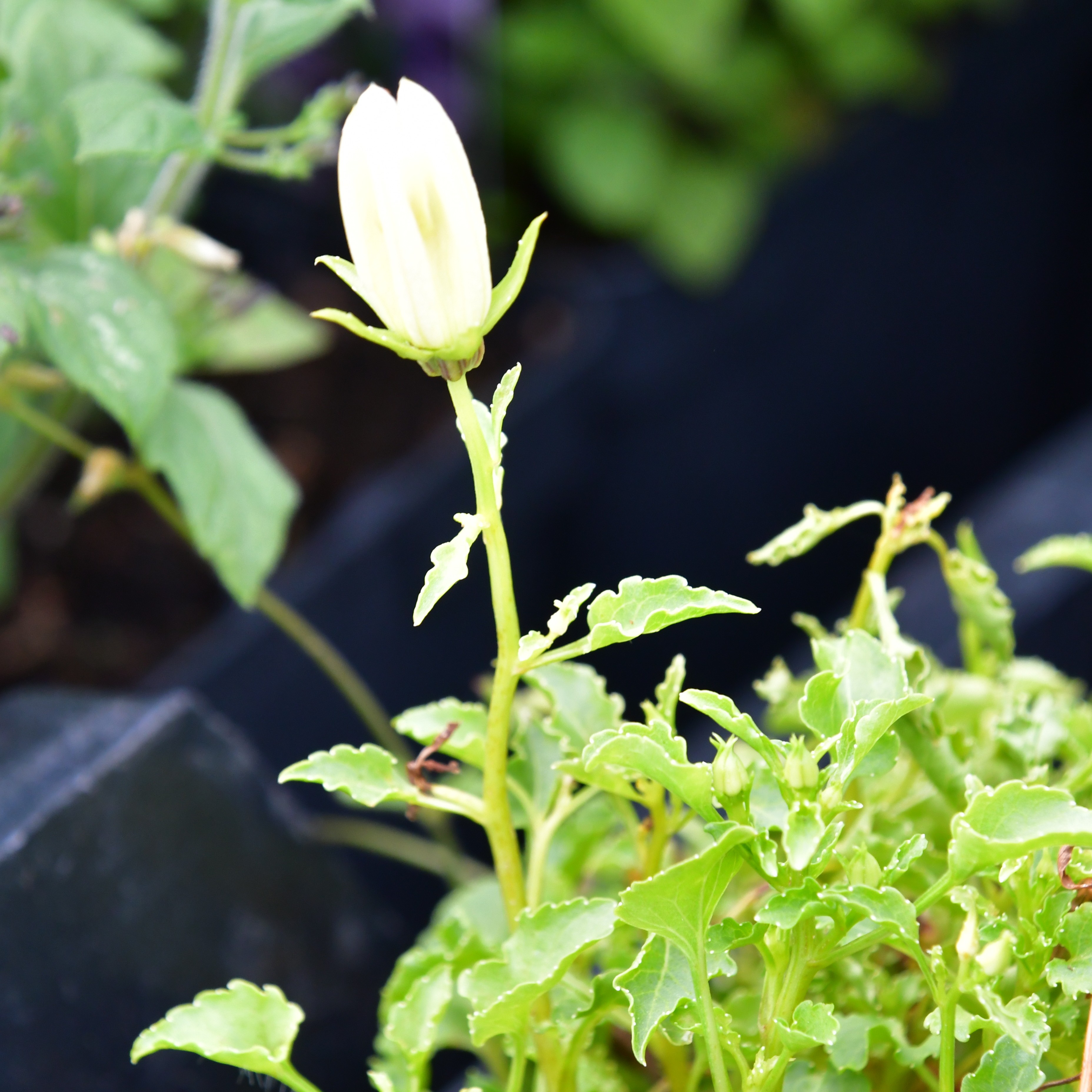 Campanula carpatica Weiße Clips 1L