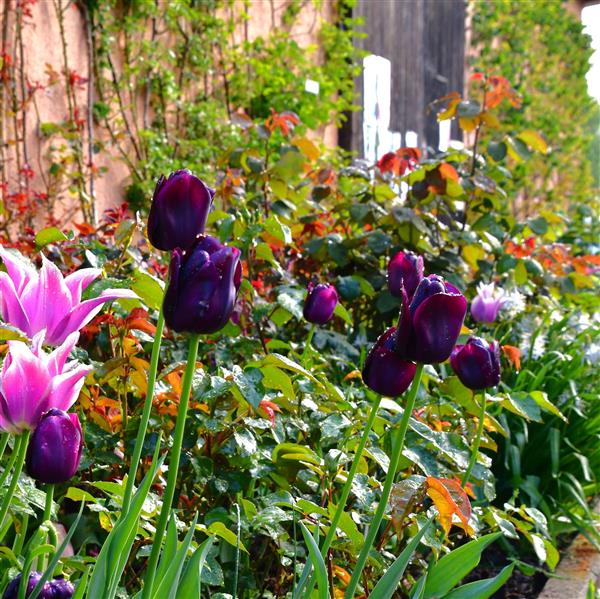 Tulpe Queen of Night