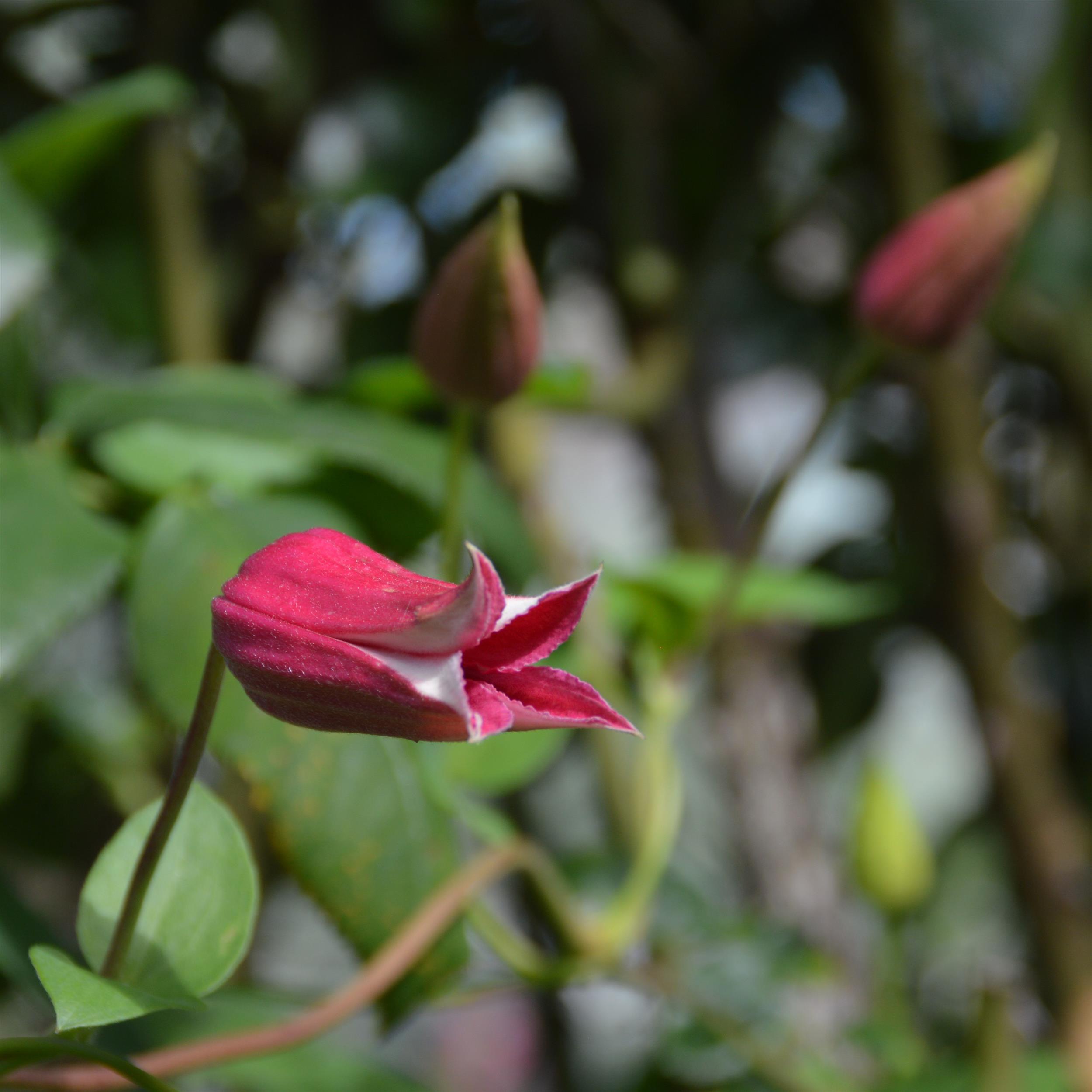 Clematis tex Princess Diana