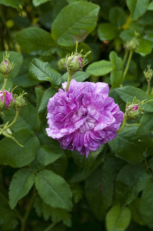 Belle de Crecy