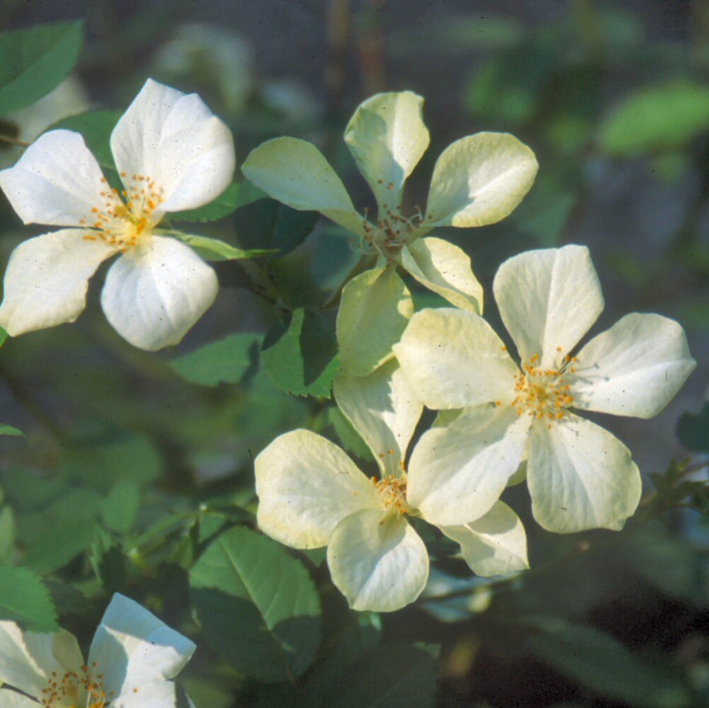 Clematis Rose