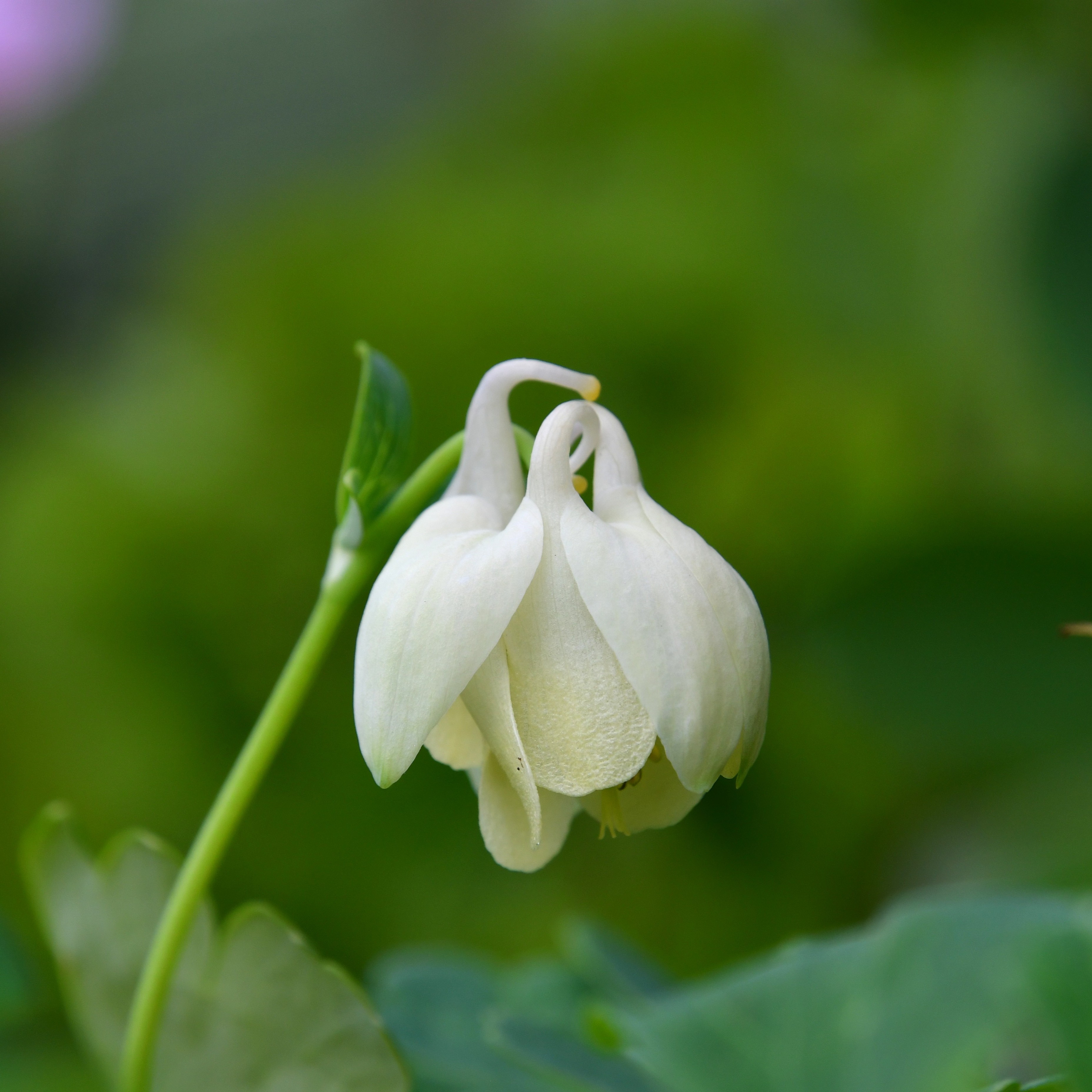 Aquilegia flabellata var.pumila alba 1L