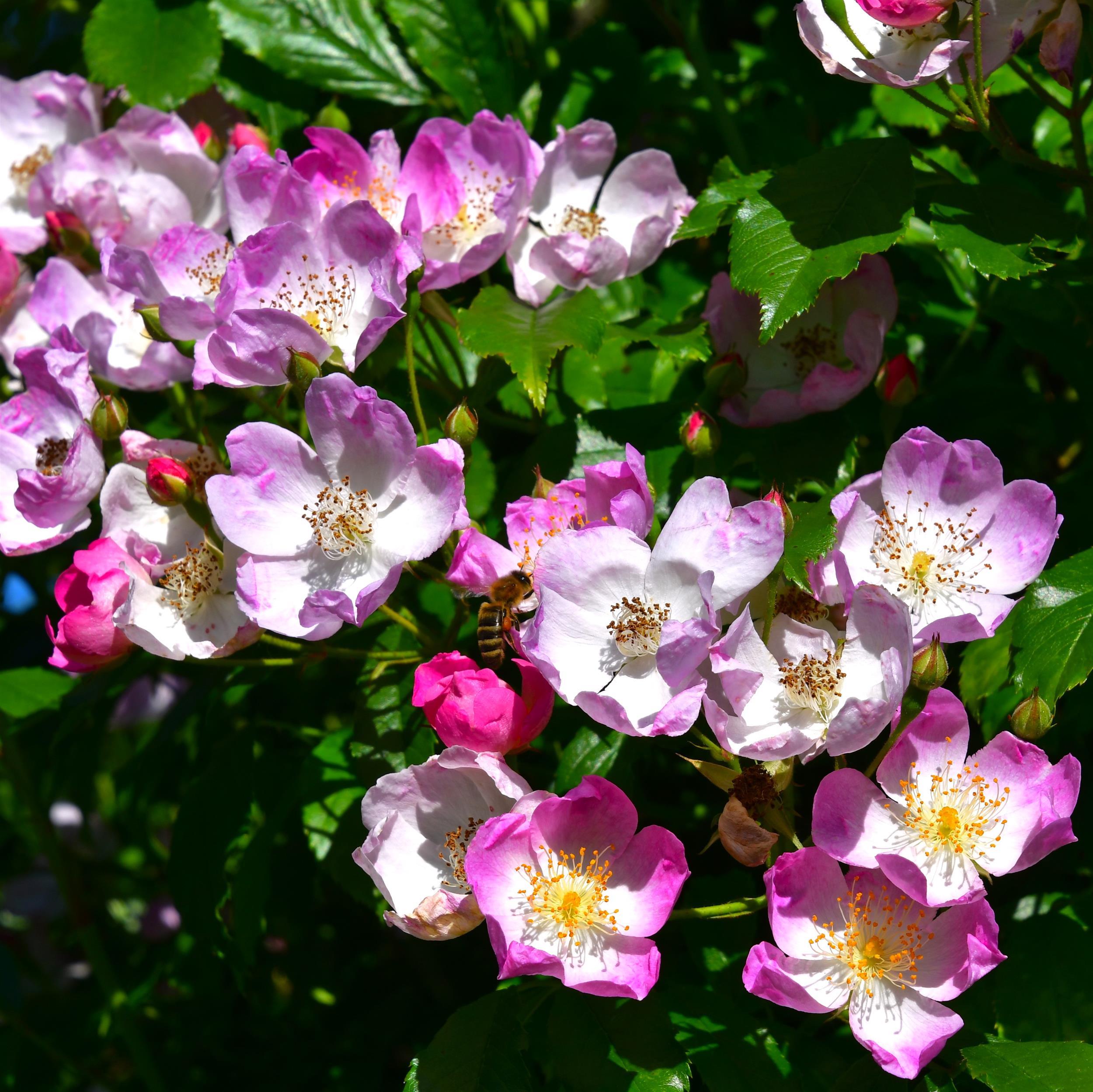 Mrs Billy Crick - Stammrose 110 cm