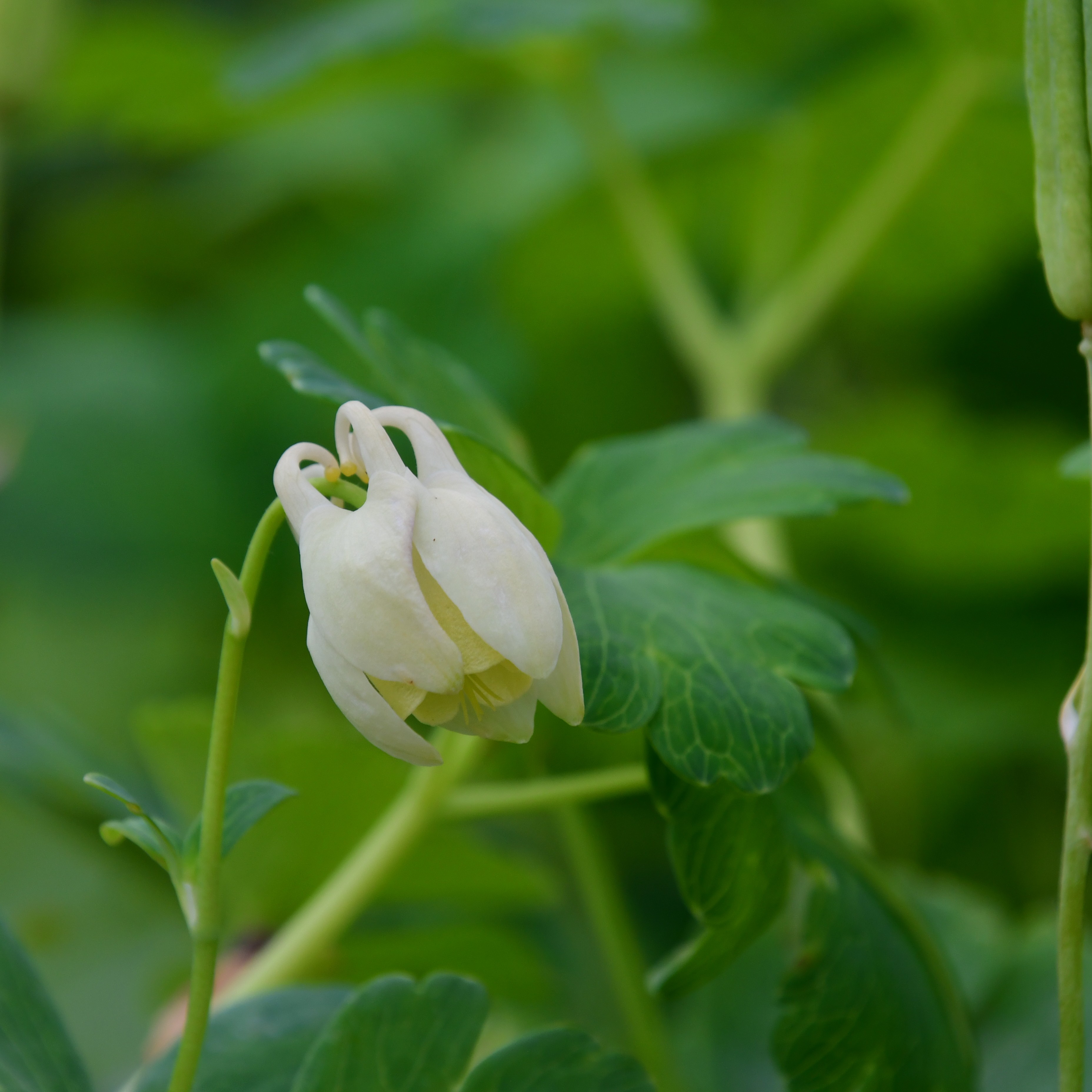 Aquilegia flabellata var.pumila alba 1L