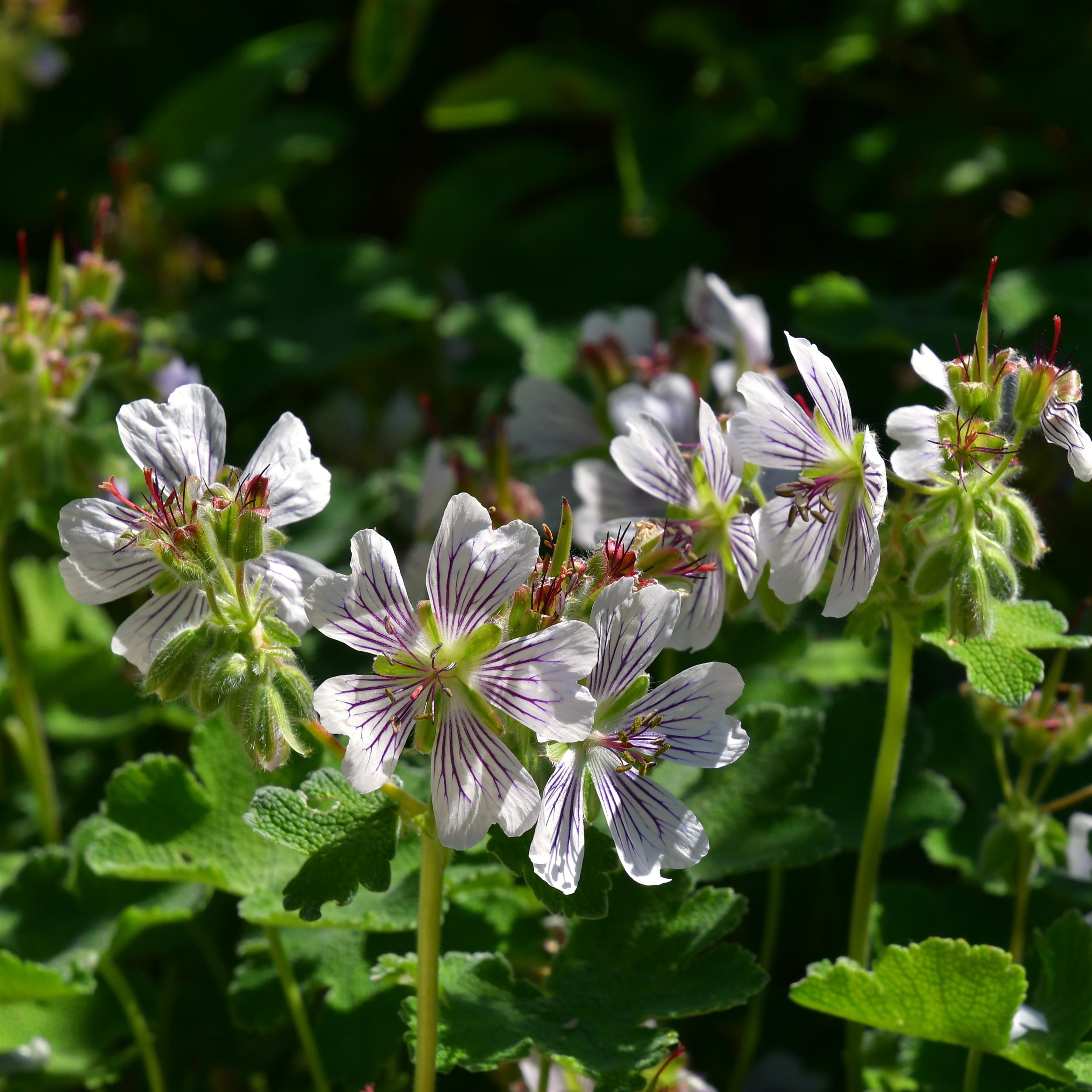 Geranium renardii