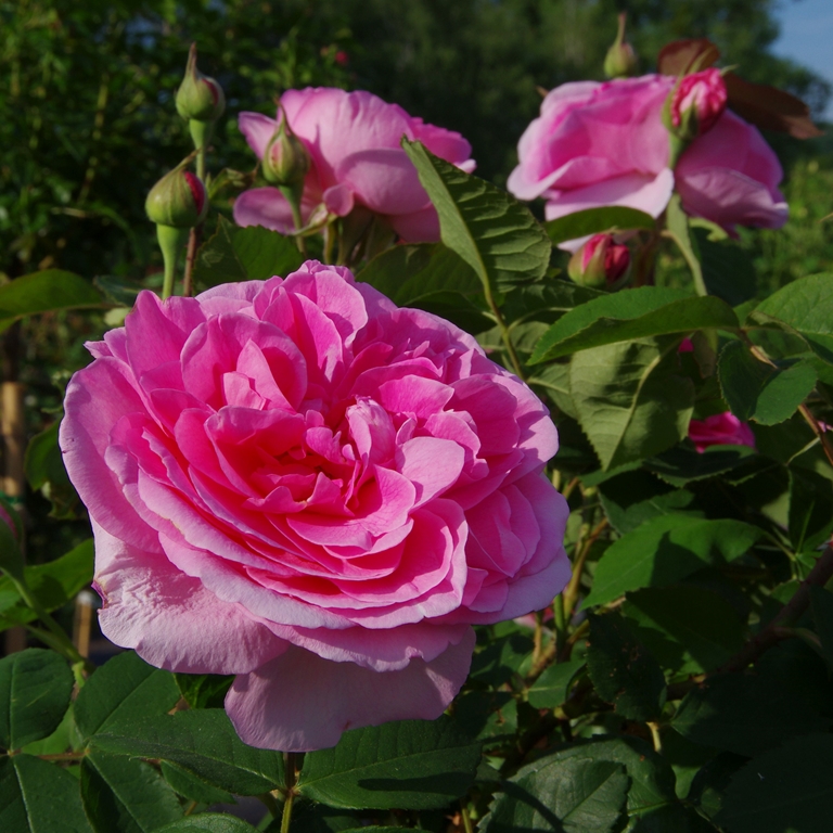 Gertrude Jekyll - Stammrose 90 cm