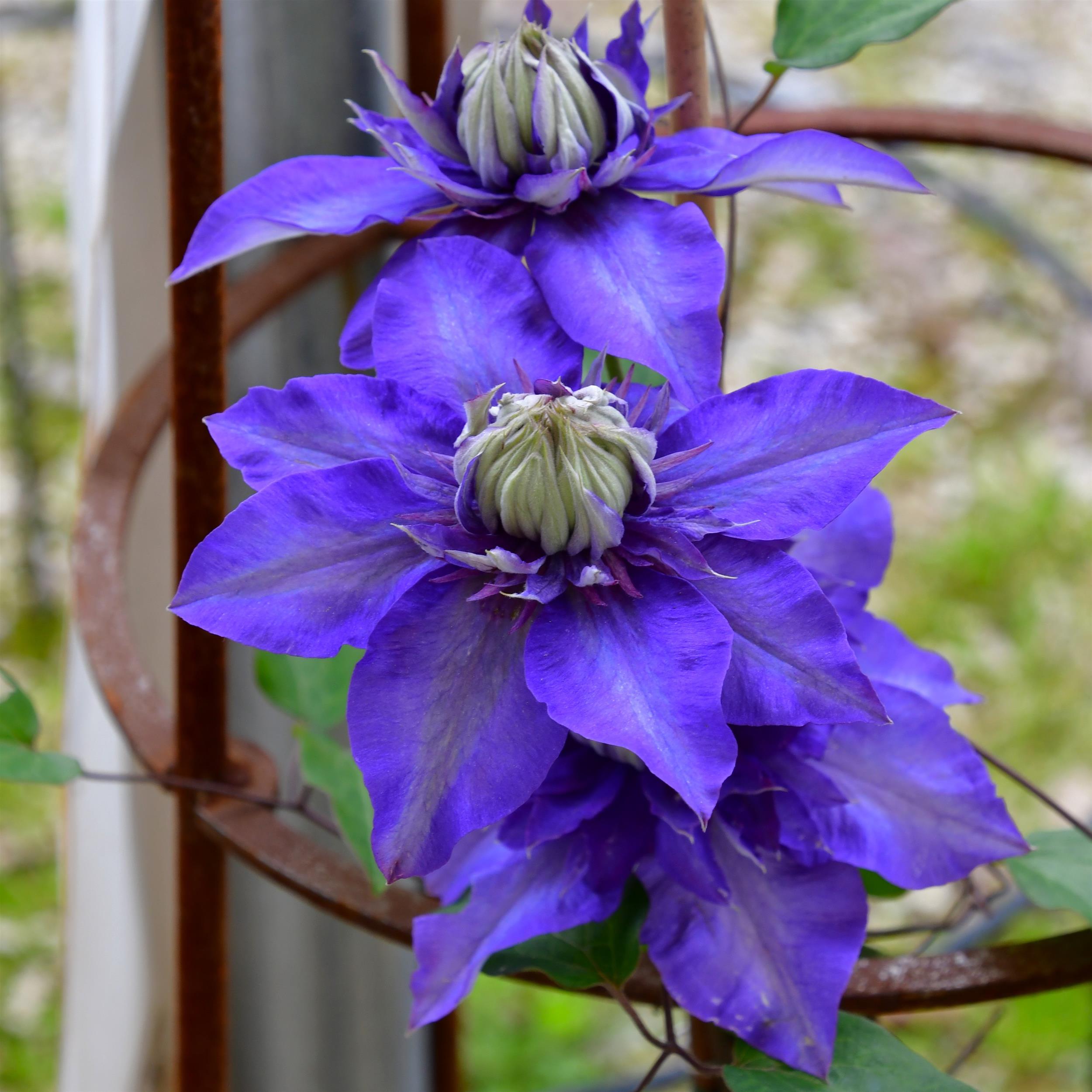 Clematis hyb. 'Multi Blue'
