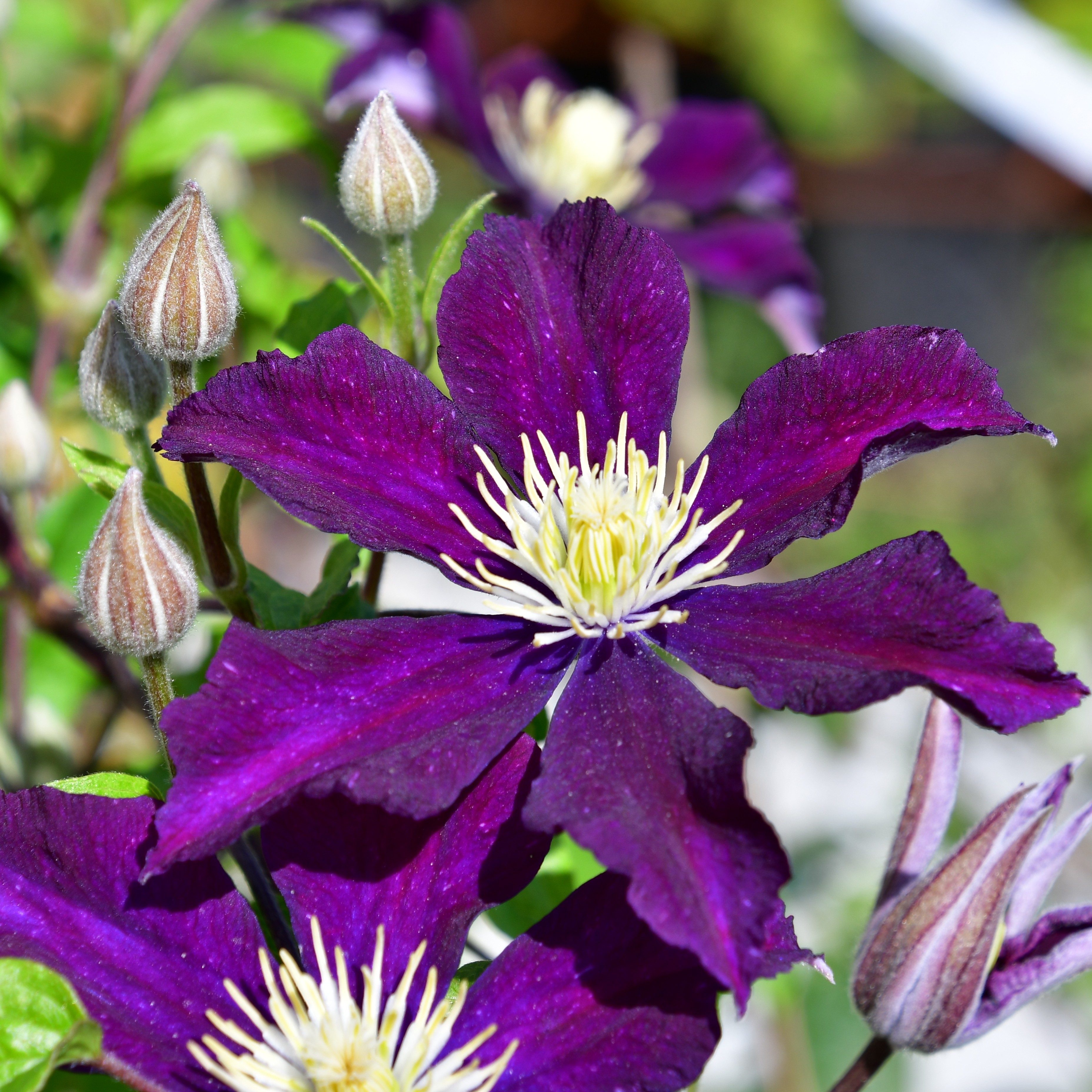 Clematis Warszawska Nike