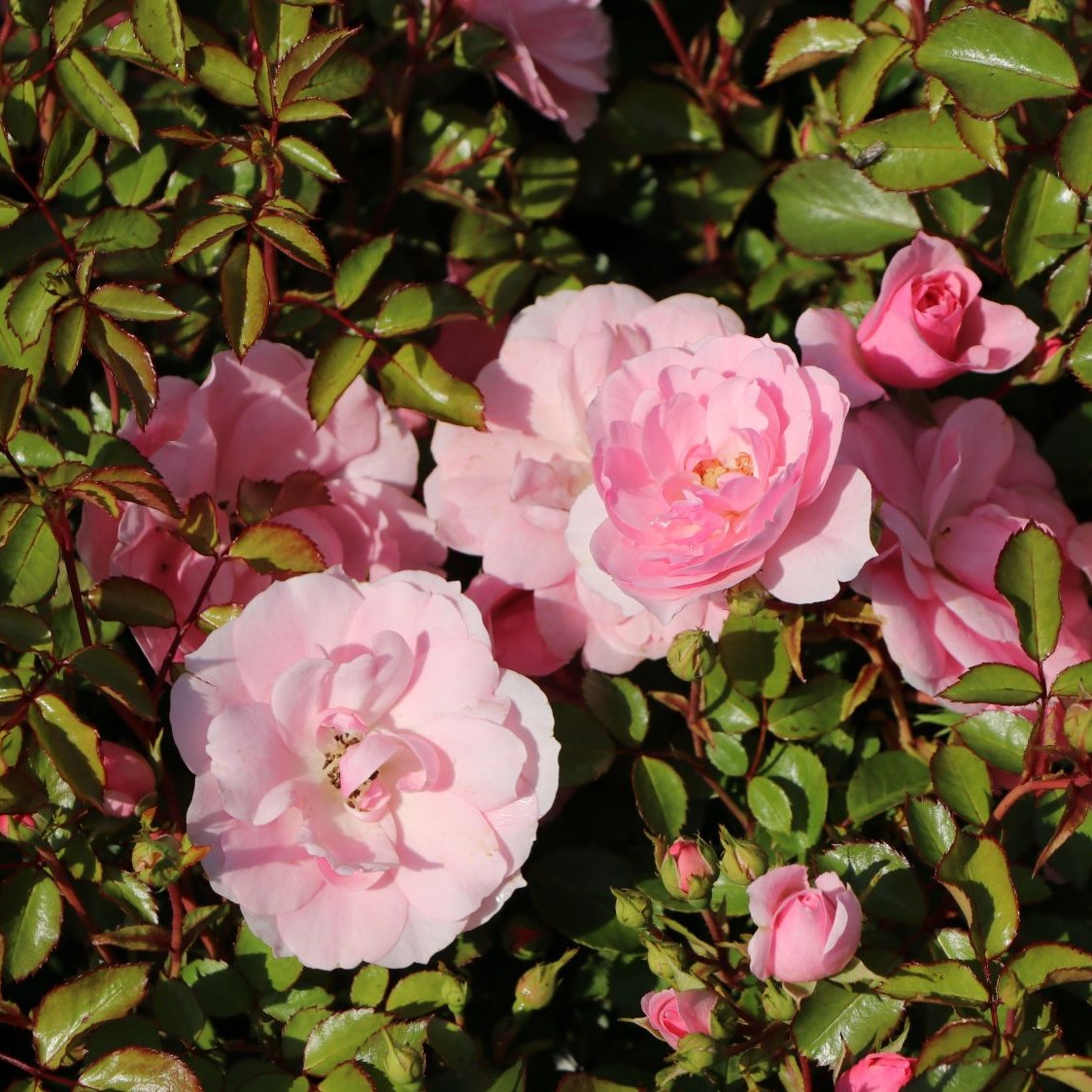 Bonica - Stammrose 60 cm