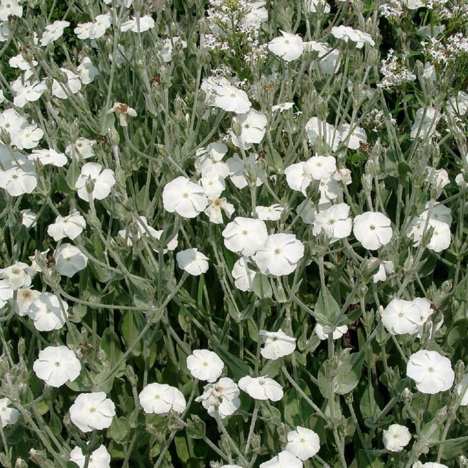 Lychnis coronaria 'Alba' 1L