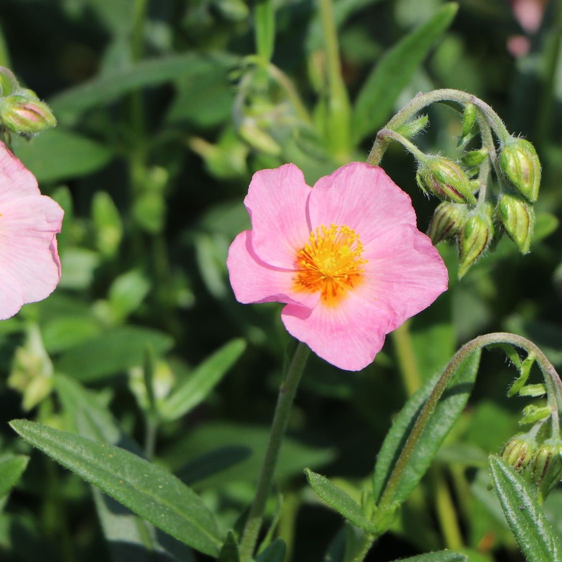 Helianthemum Hybr. Lawrensons Pink 0,5L