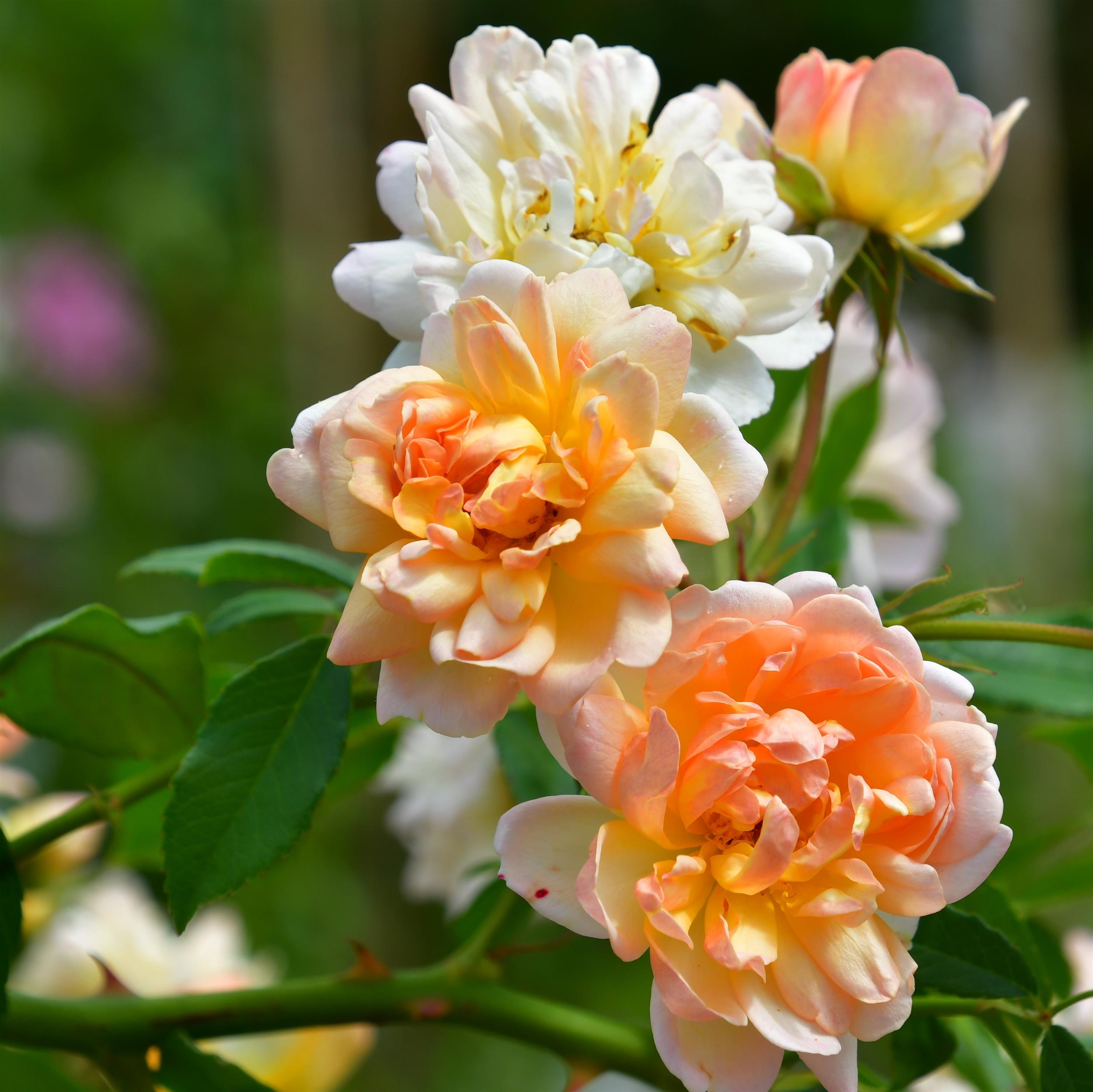 Phyllis Bide