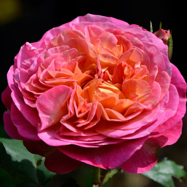 Centenaire de l`Hay-les-Roses