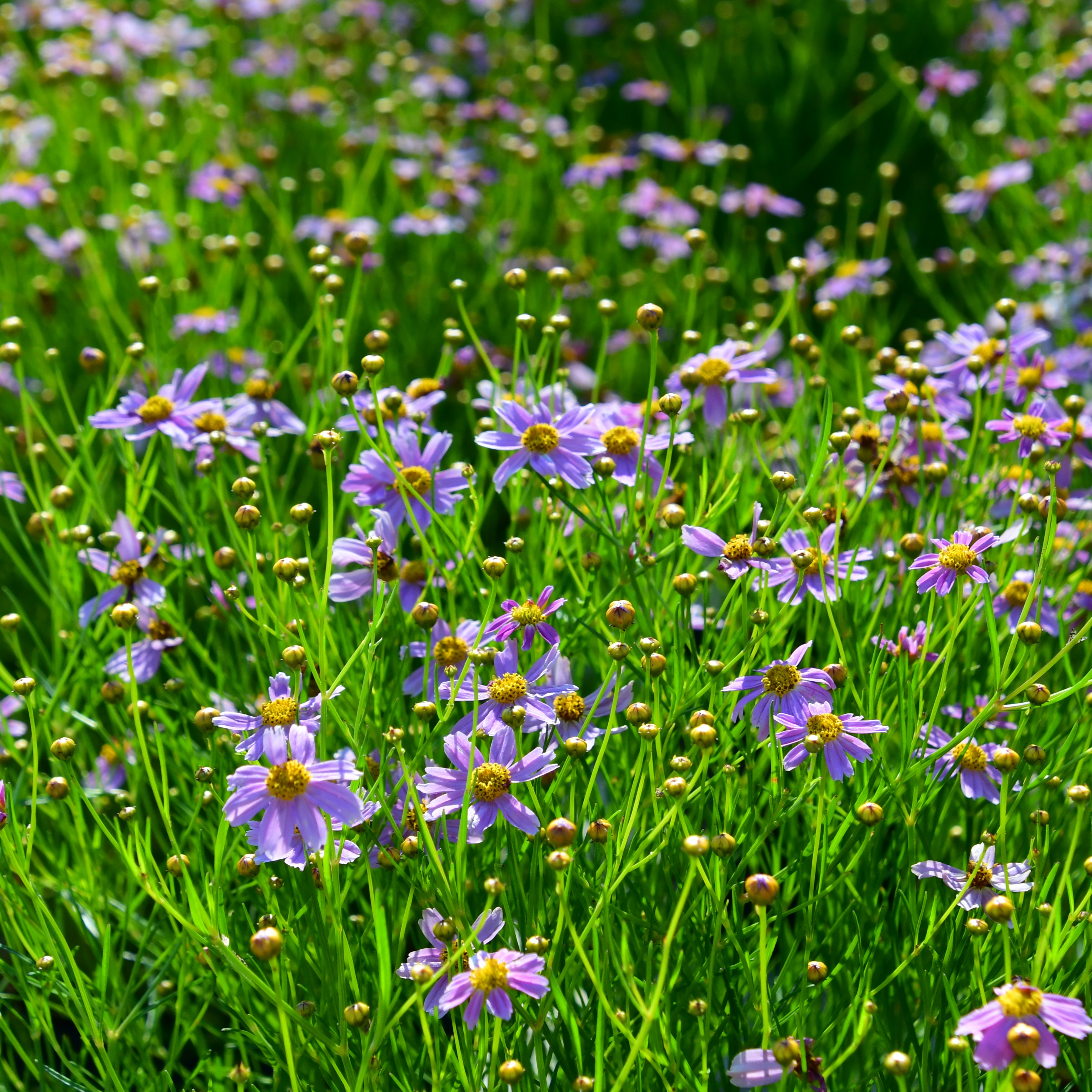 Coreopsis rosea 'American Dream' 1L