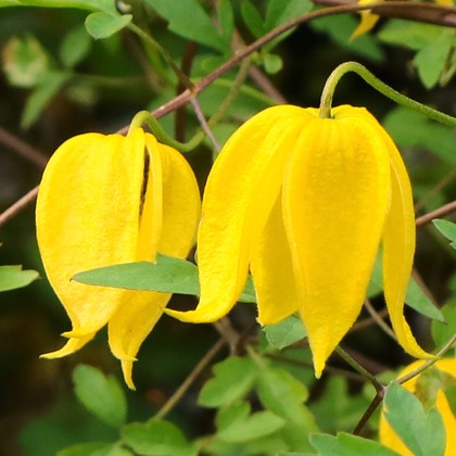 Clematis tangutica