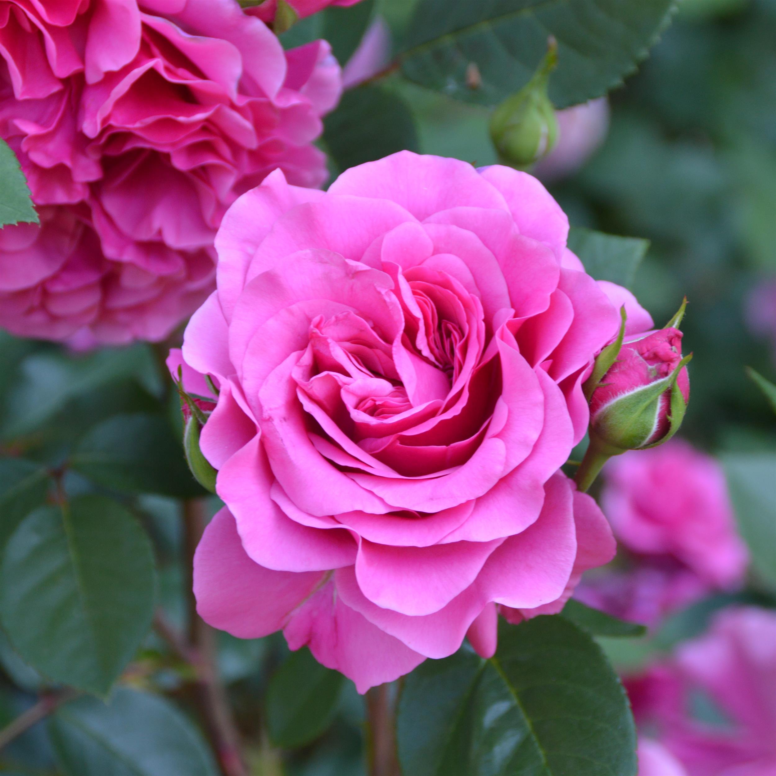 Vienna Waltz