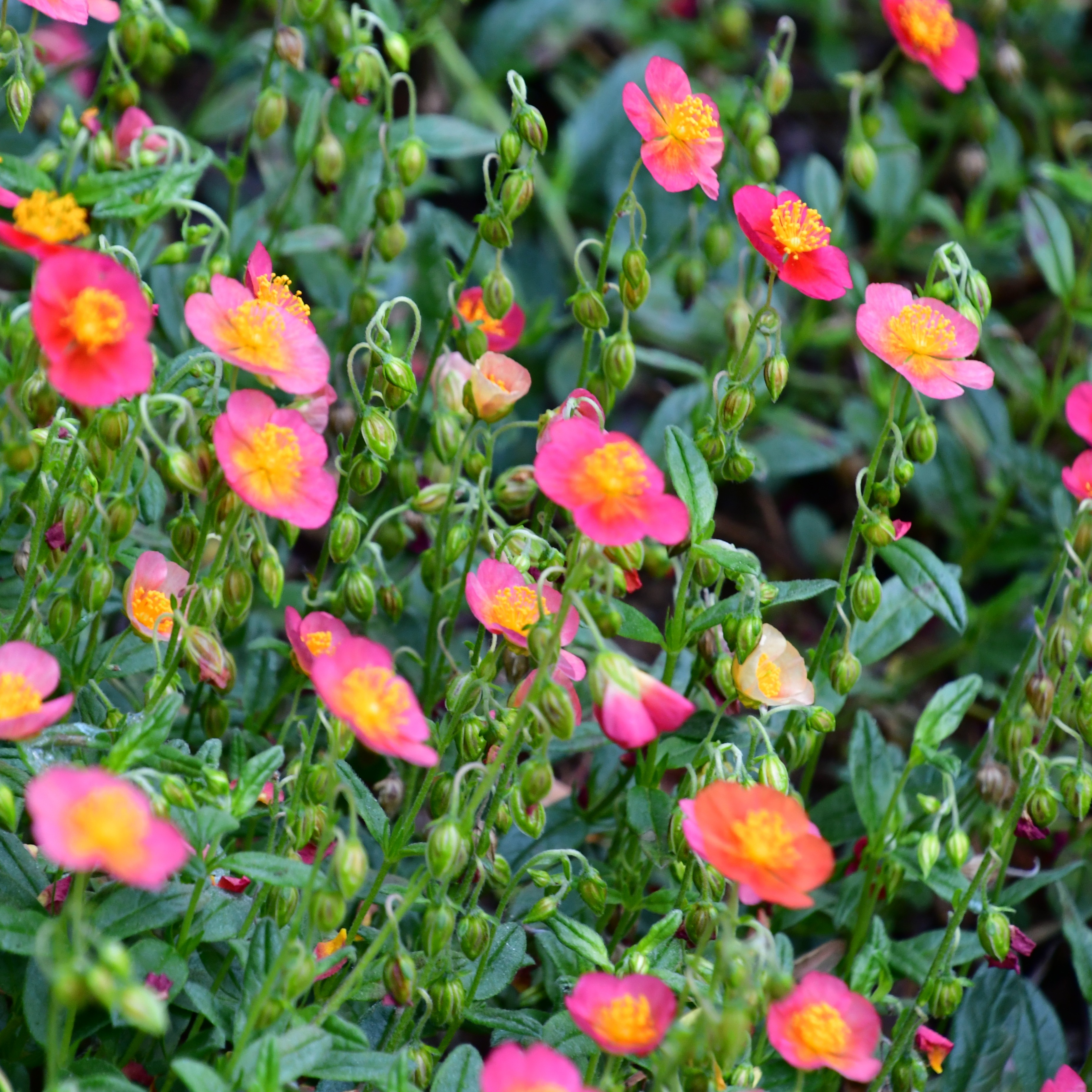 Helianthemum x cult. 'Supreme' 0,5L