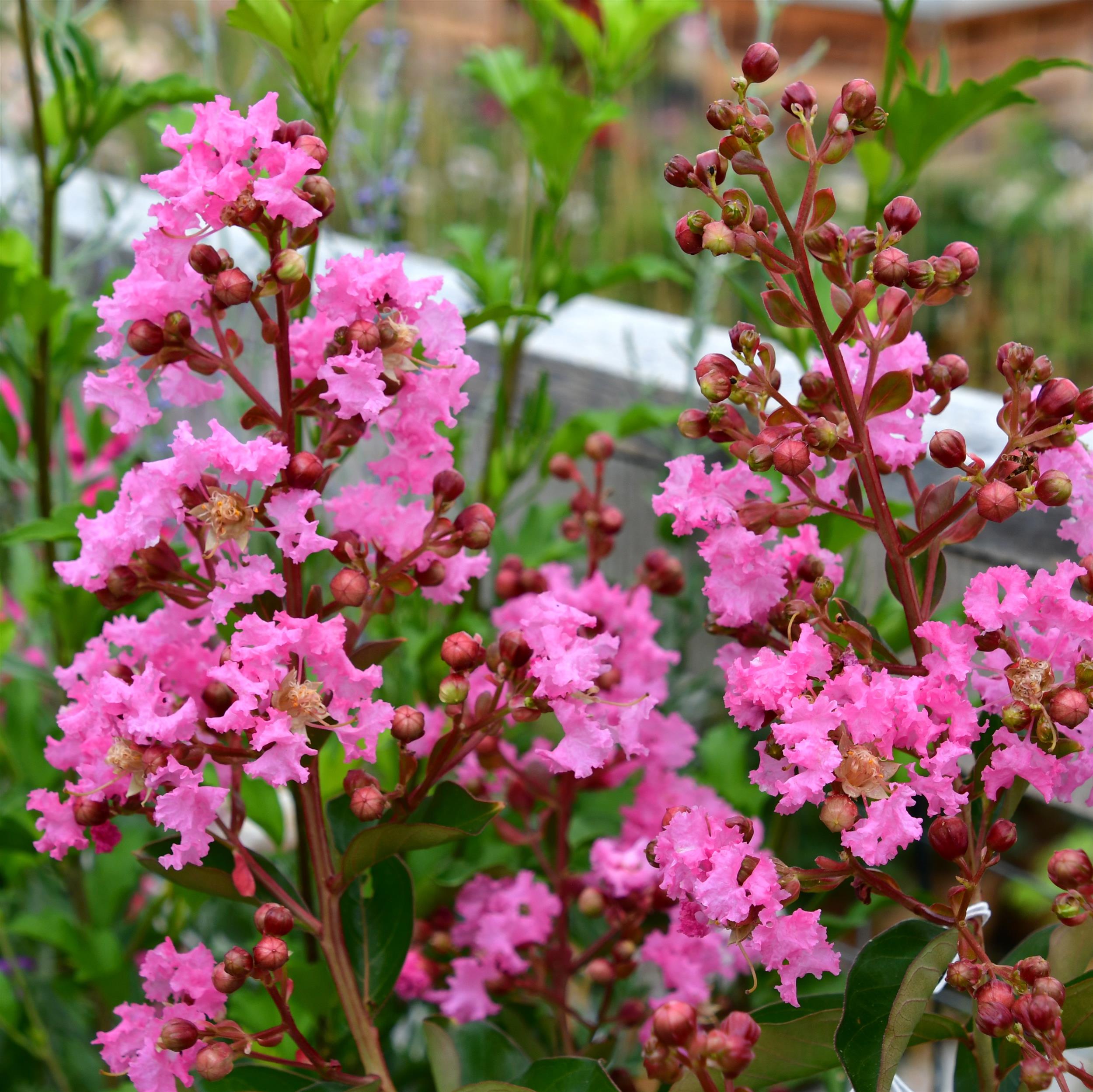 Lagerstroemia First Editions® 'Hopi