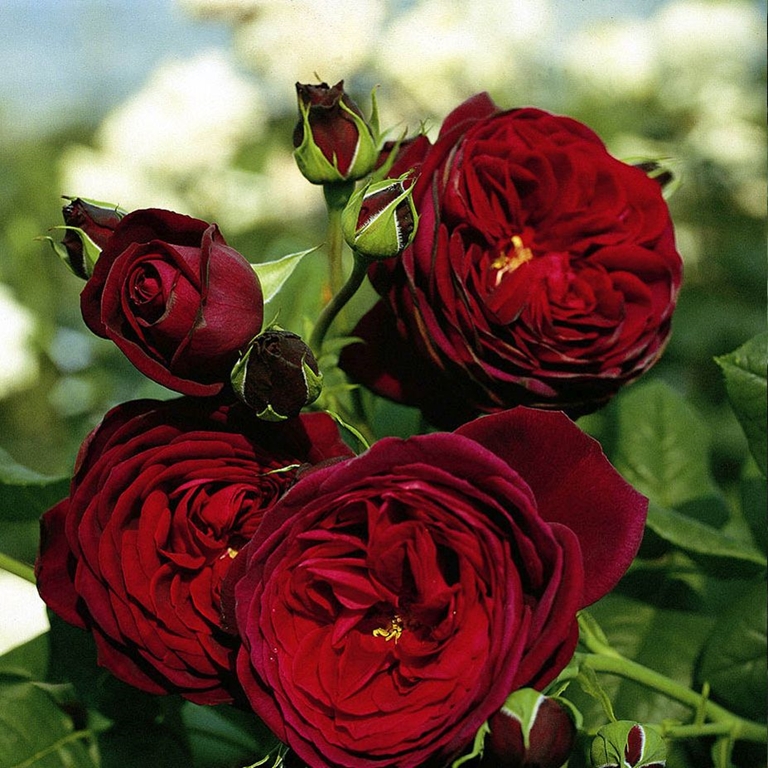 Astrid Gräfin von Hardenberg