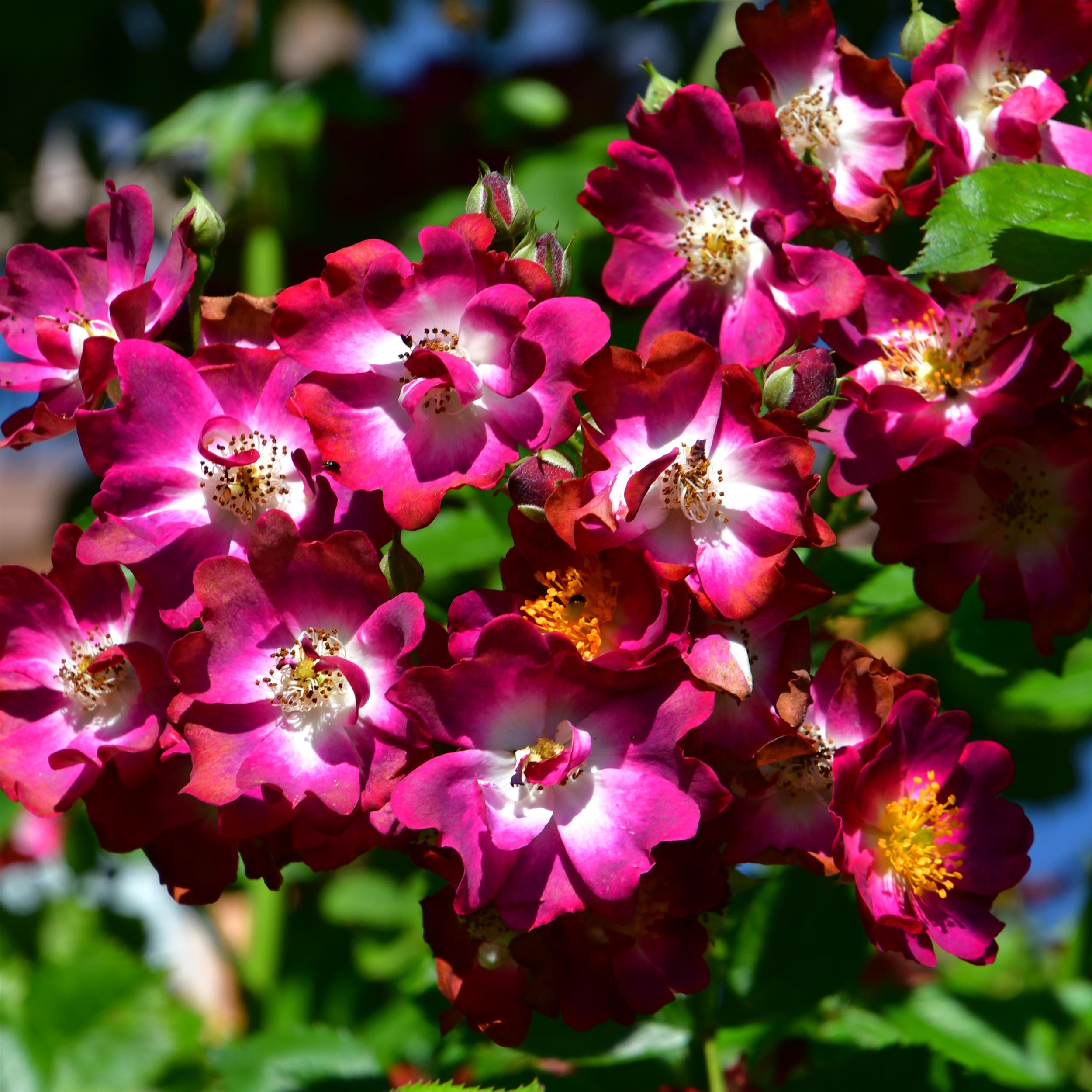 The Bishop´s Rambler