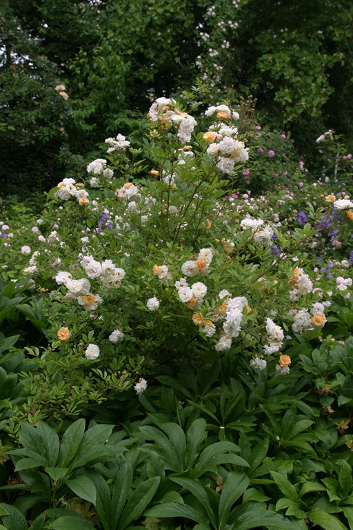 Ghislaine de Feligonde