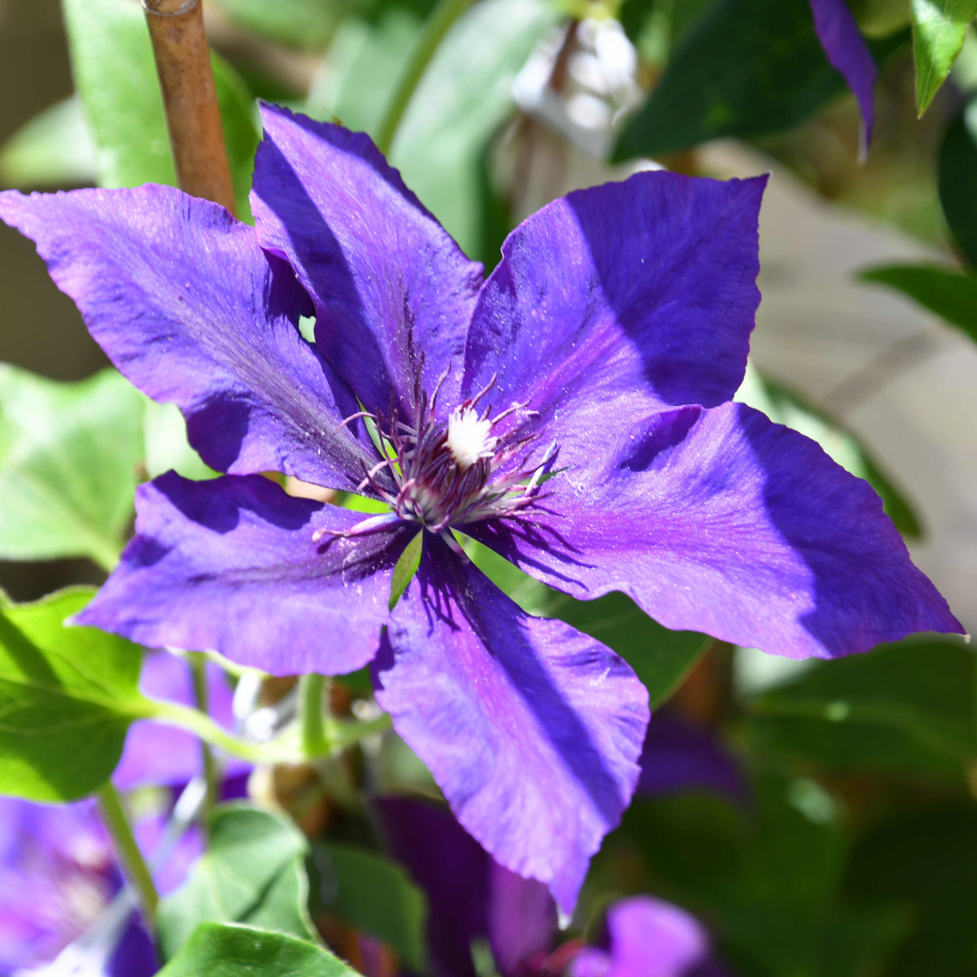 Clematis hybride Burma Star