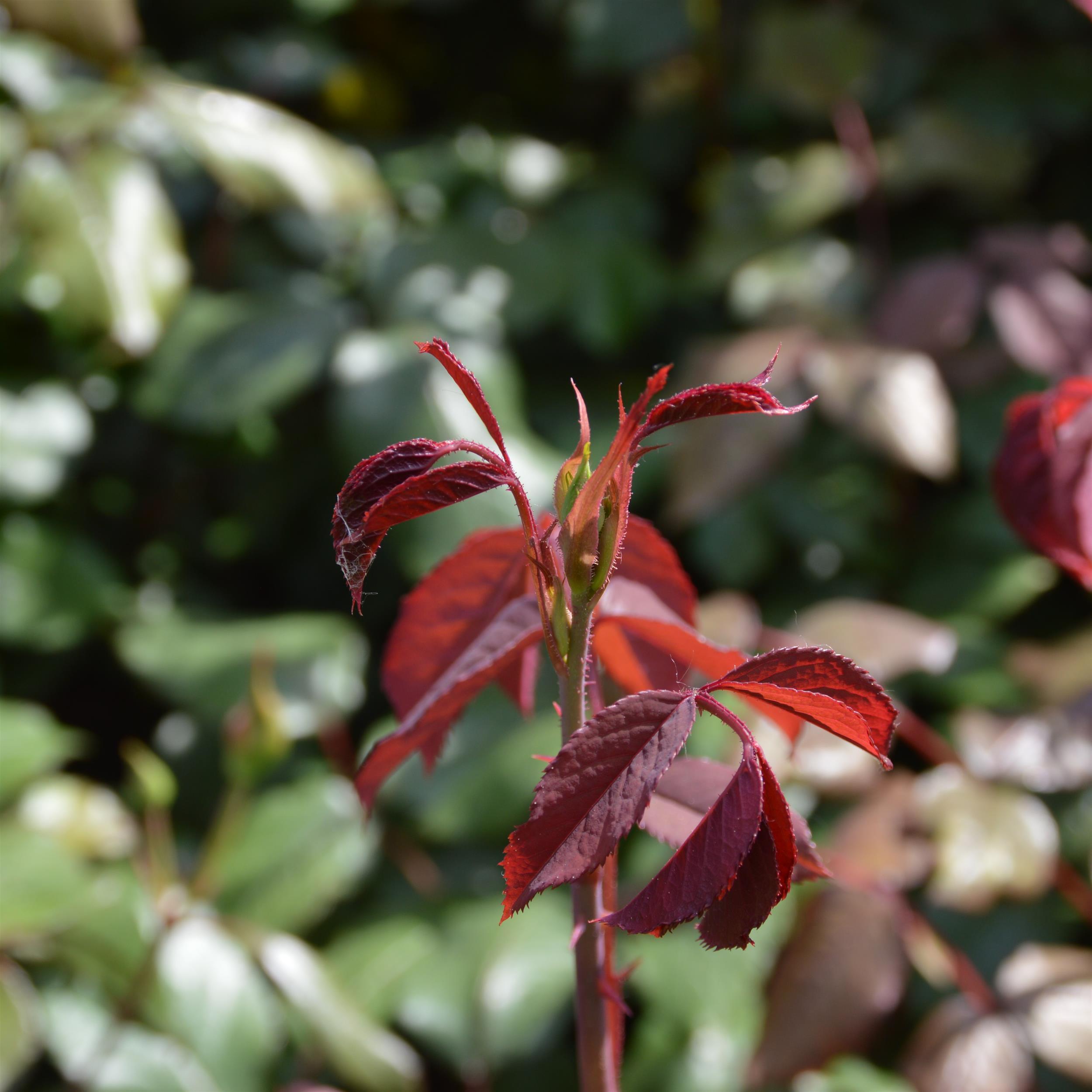 The Geheimrat's Rose