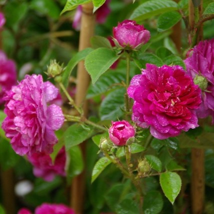 Russeliana