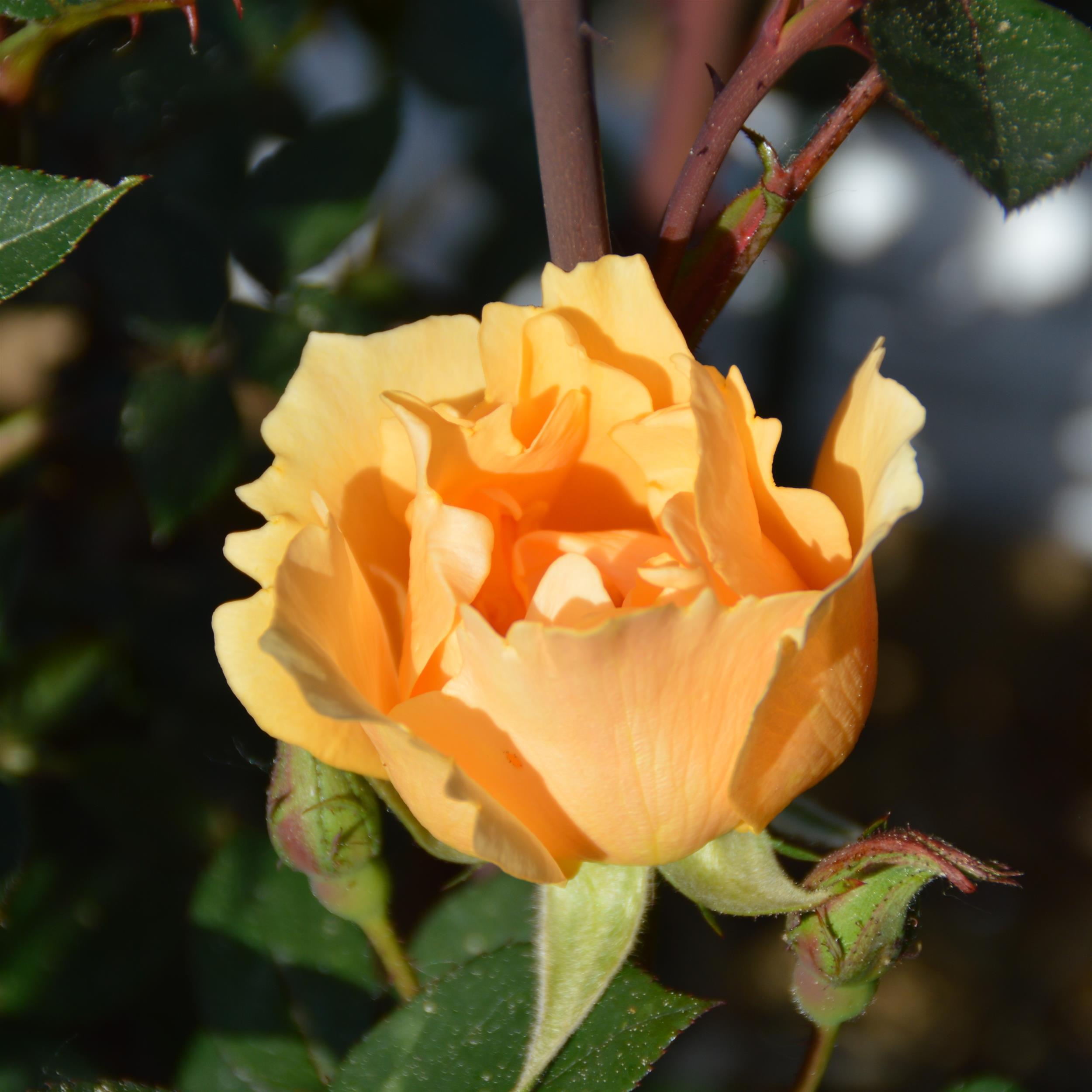 Humphrey`s Rose