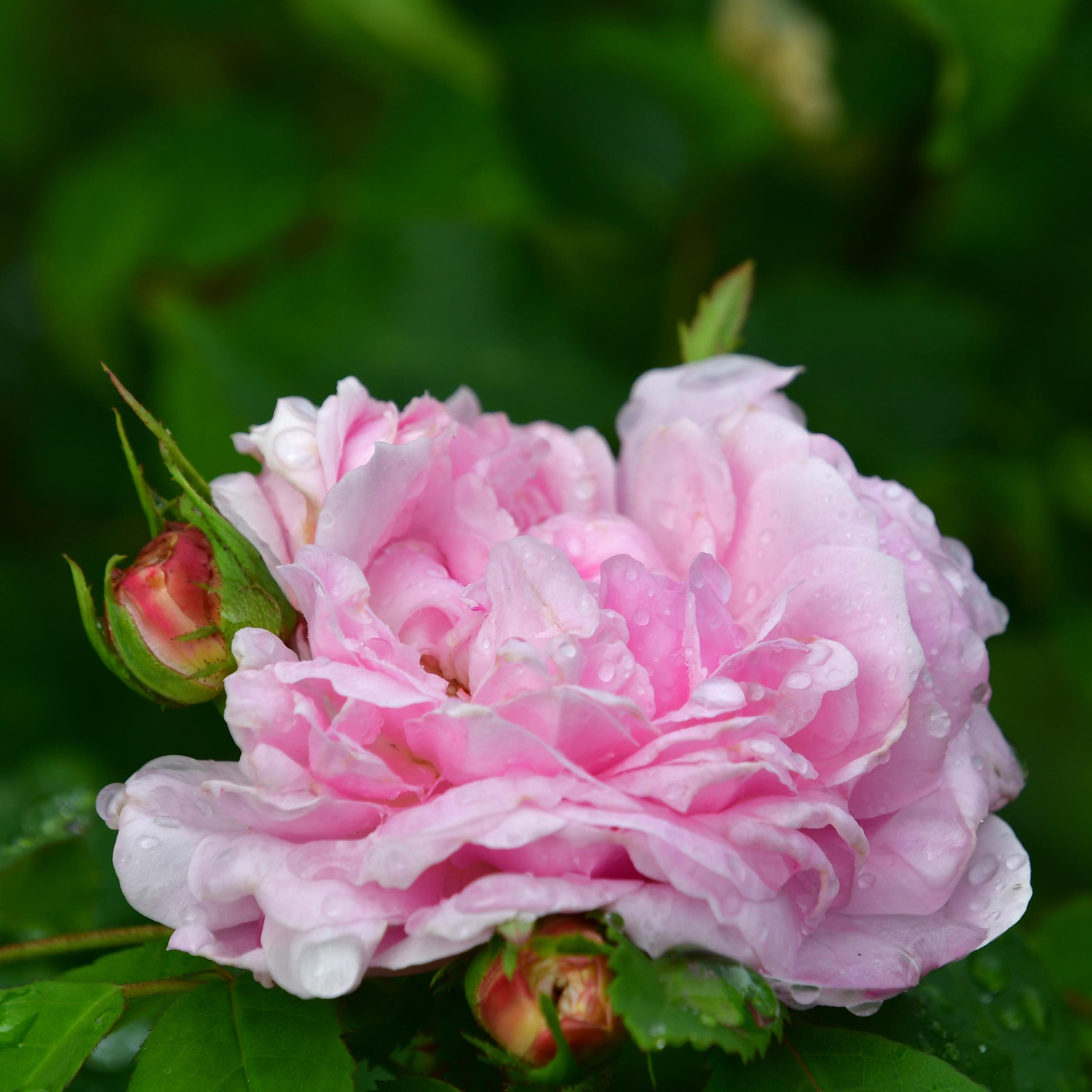 Jacques Cartier