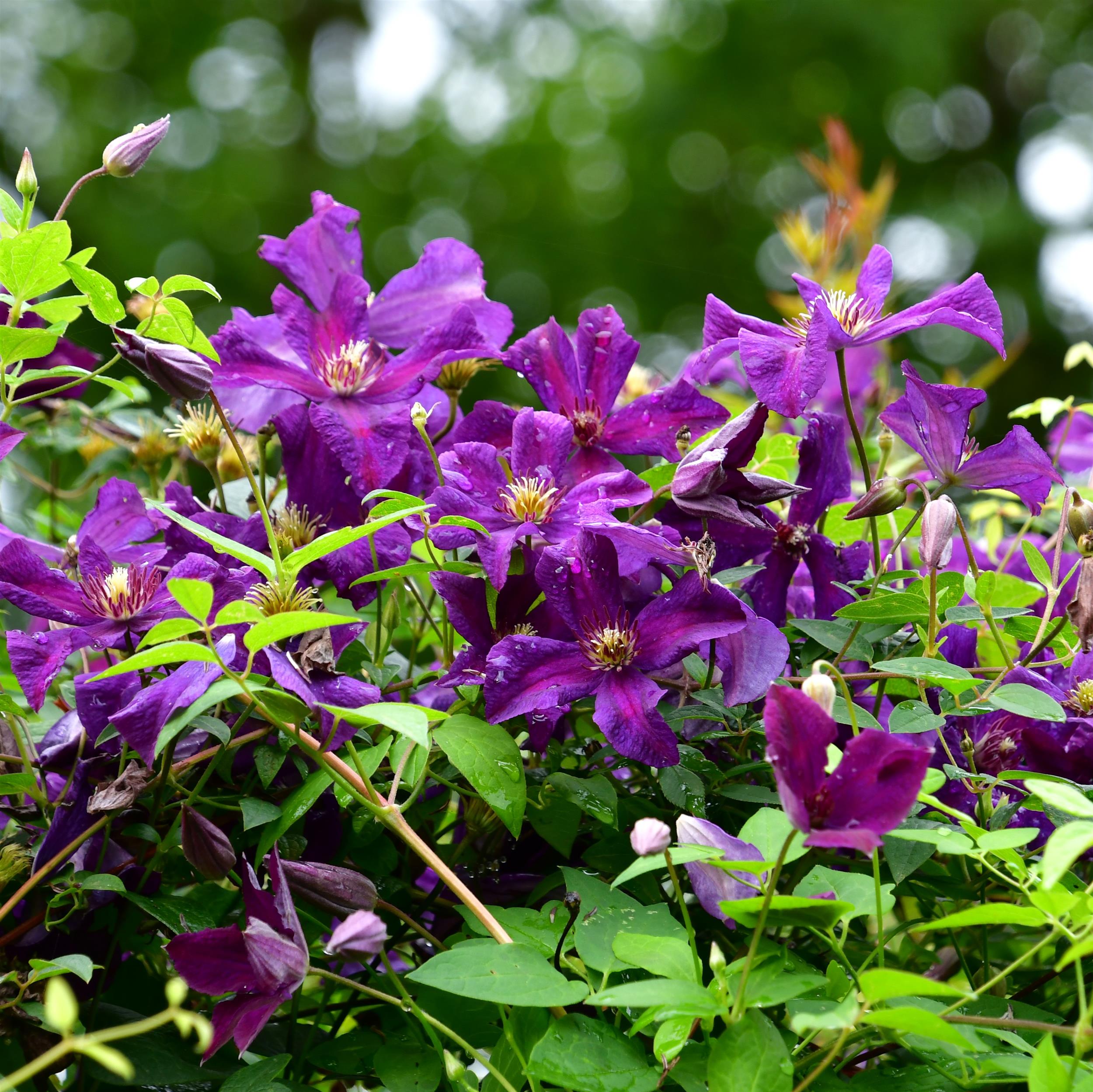 Clematis vitic.polish Spirit